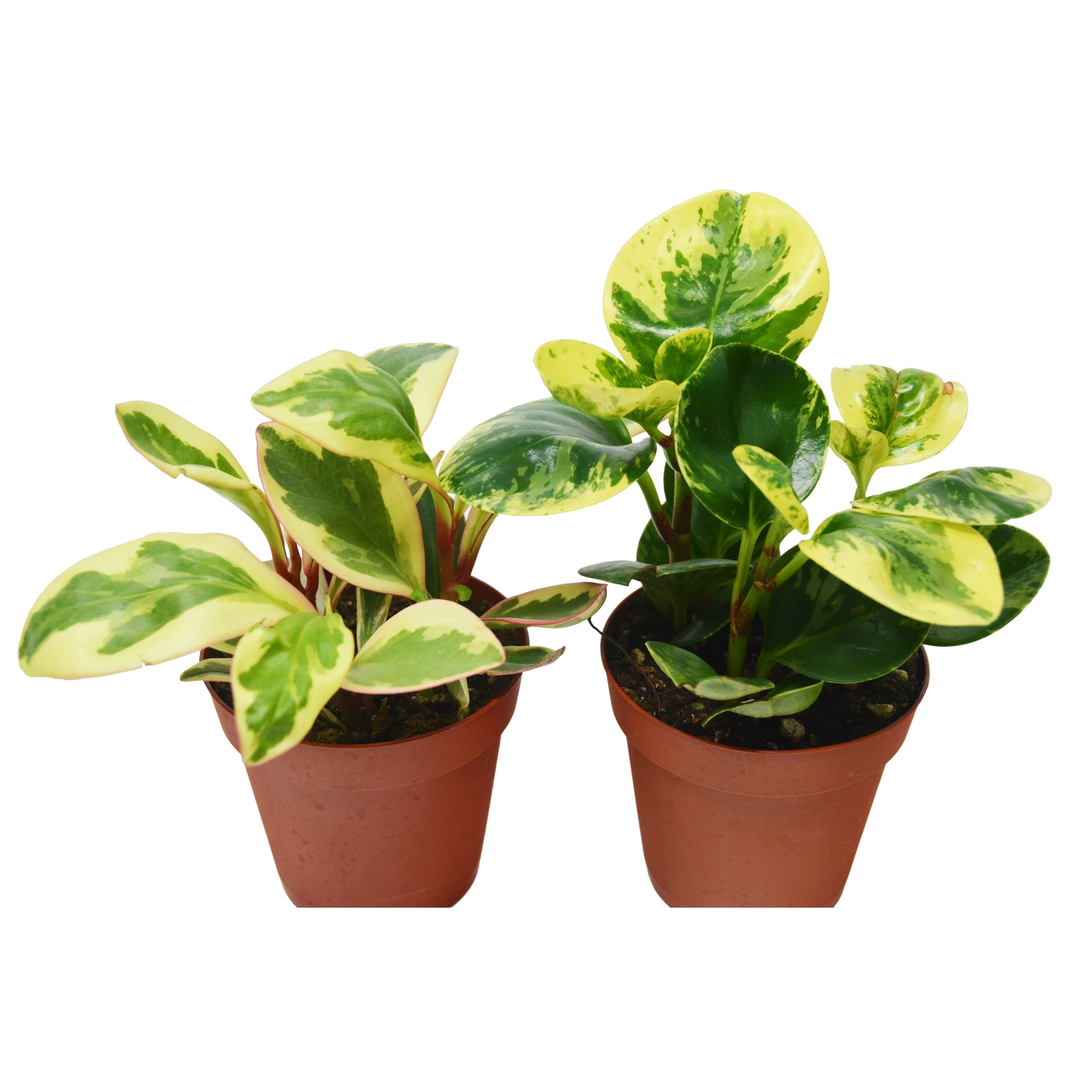 2 Peperomia Plants Variety Pack in 4" Pots - Baby Rubber Plants - Image 2
