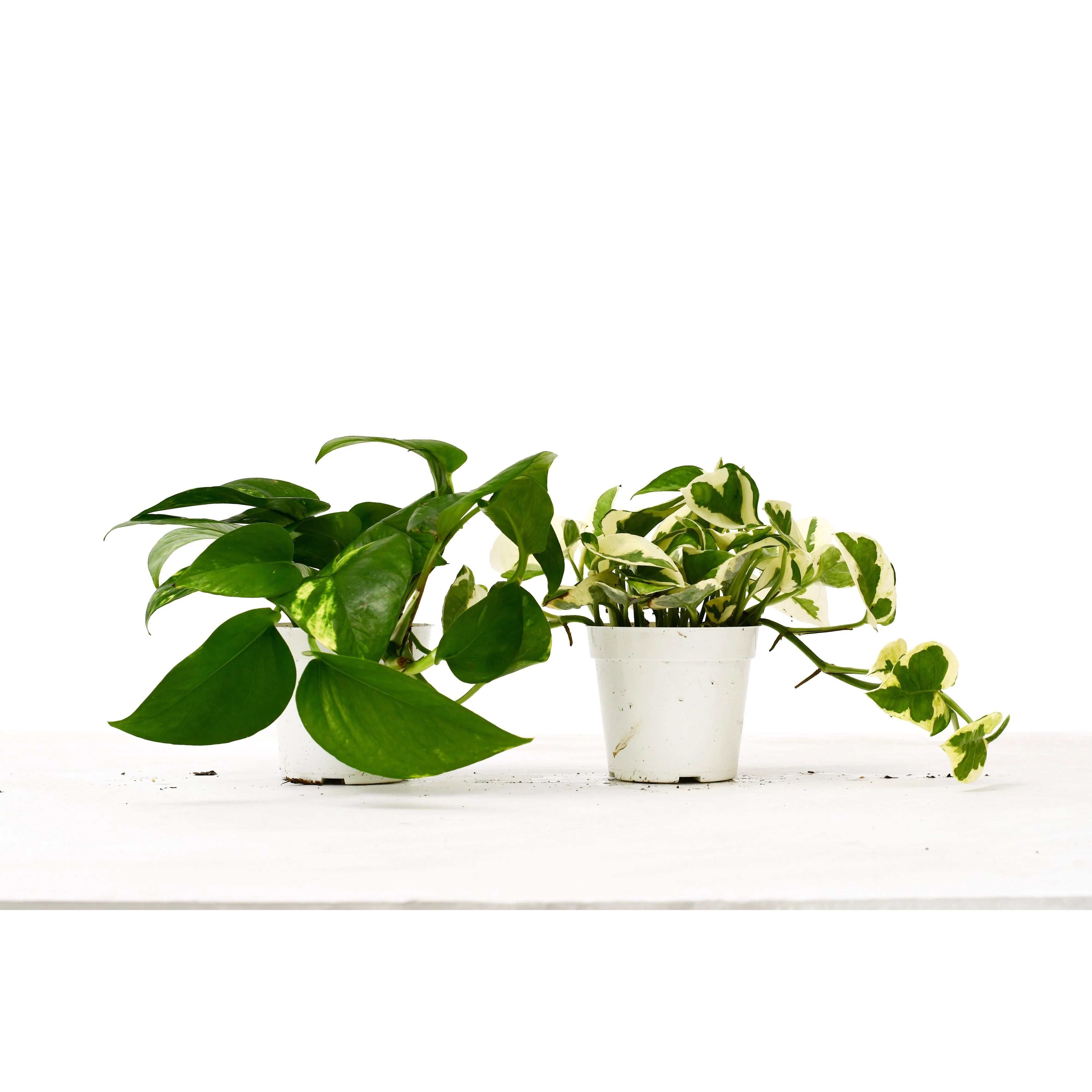 2 Pothos Variety Pack / 4" Pot / Live Plant / Home and Garden Plants - Image 2
