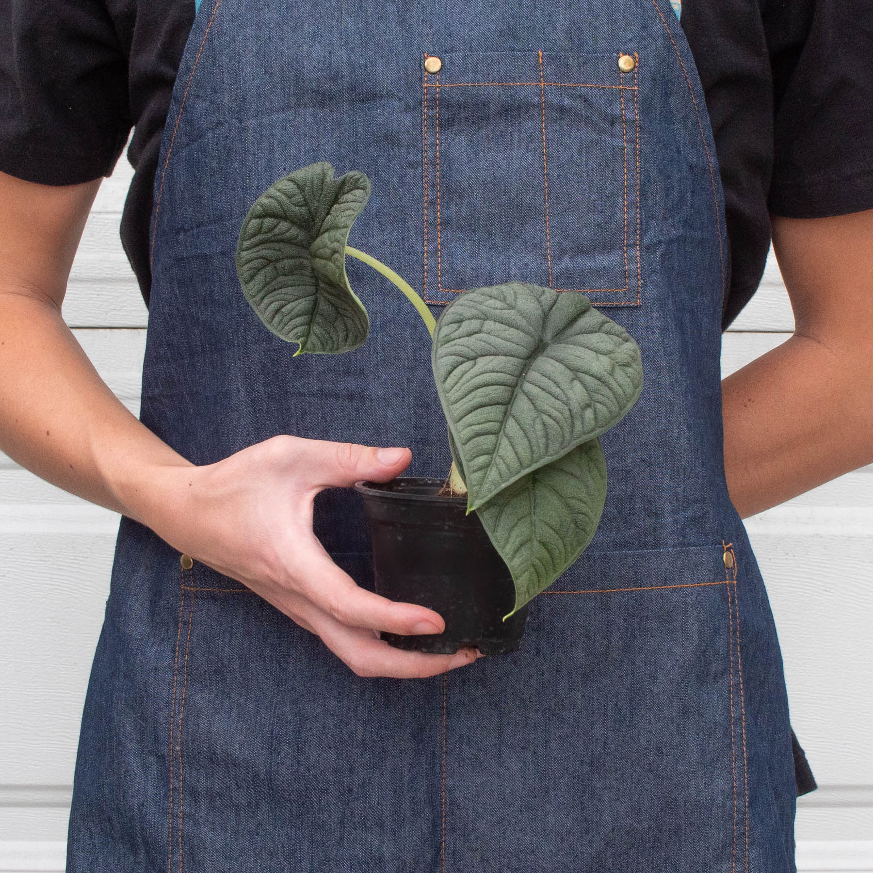Alocasia 'Melo' - Image 4