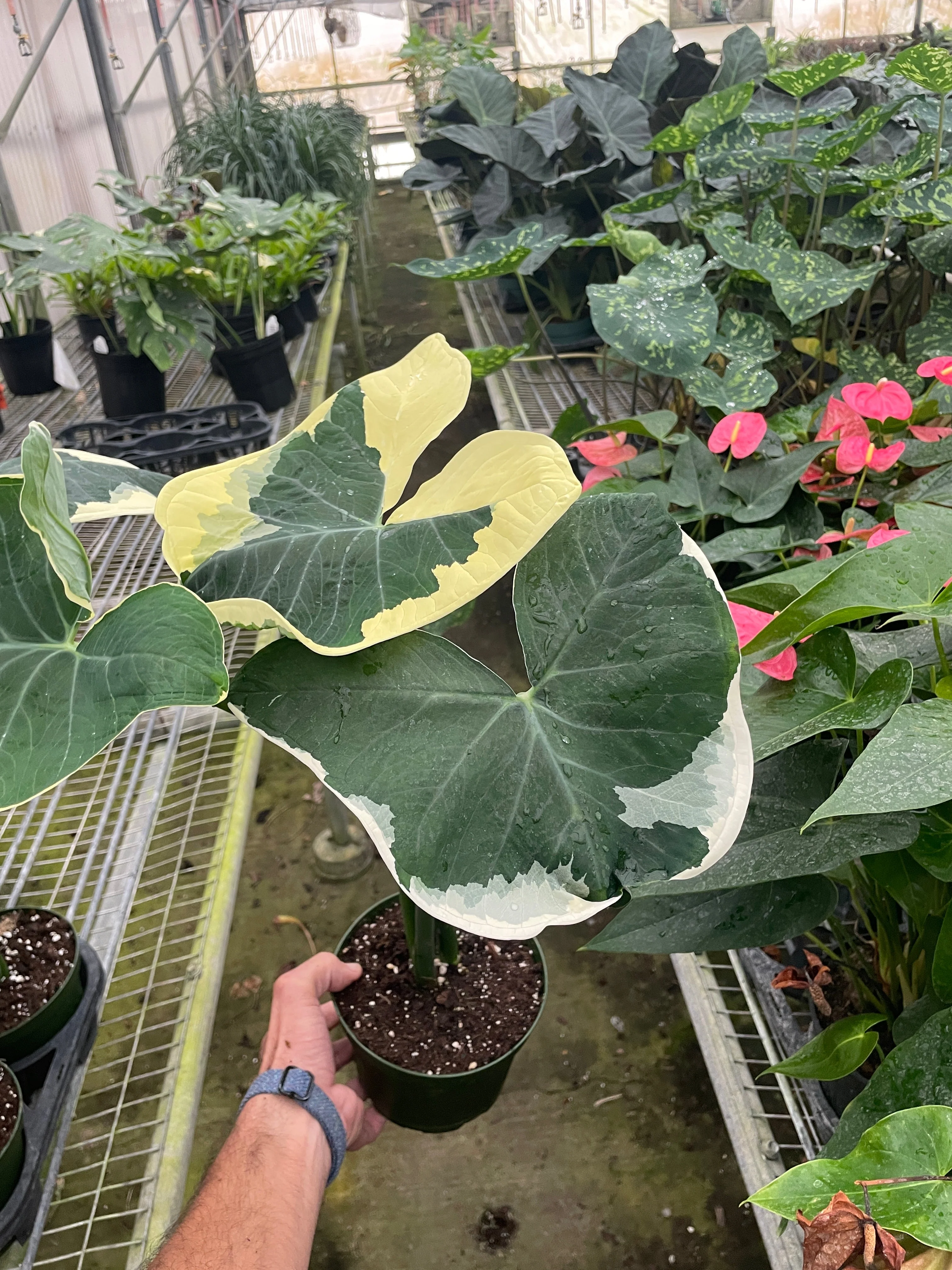 Alocasia 'Mickey Mouse' (Xanthosoma sagittifolium 'Variegatum Monstrosum') - Image 3