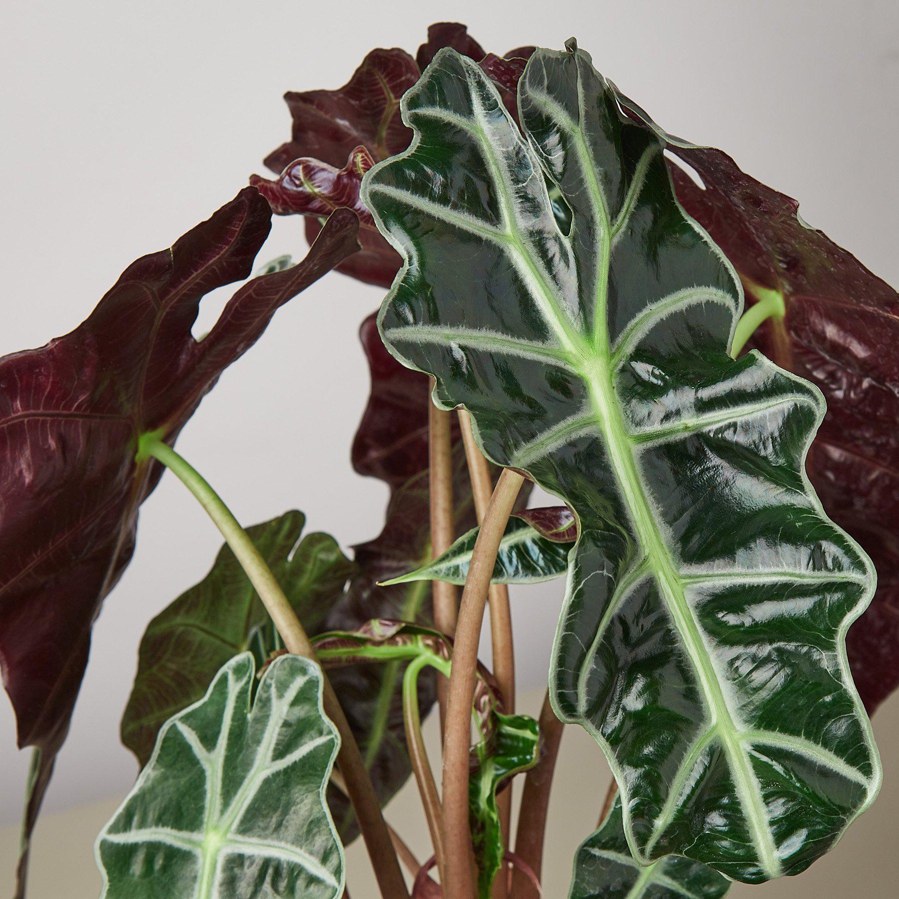 Alocasia Polly 'African Mask' - Image 2