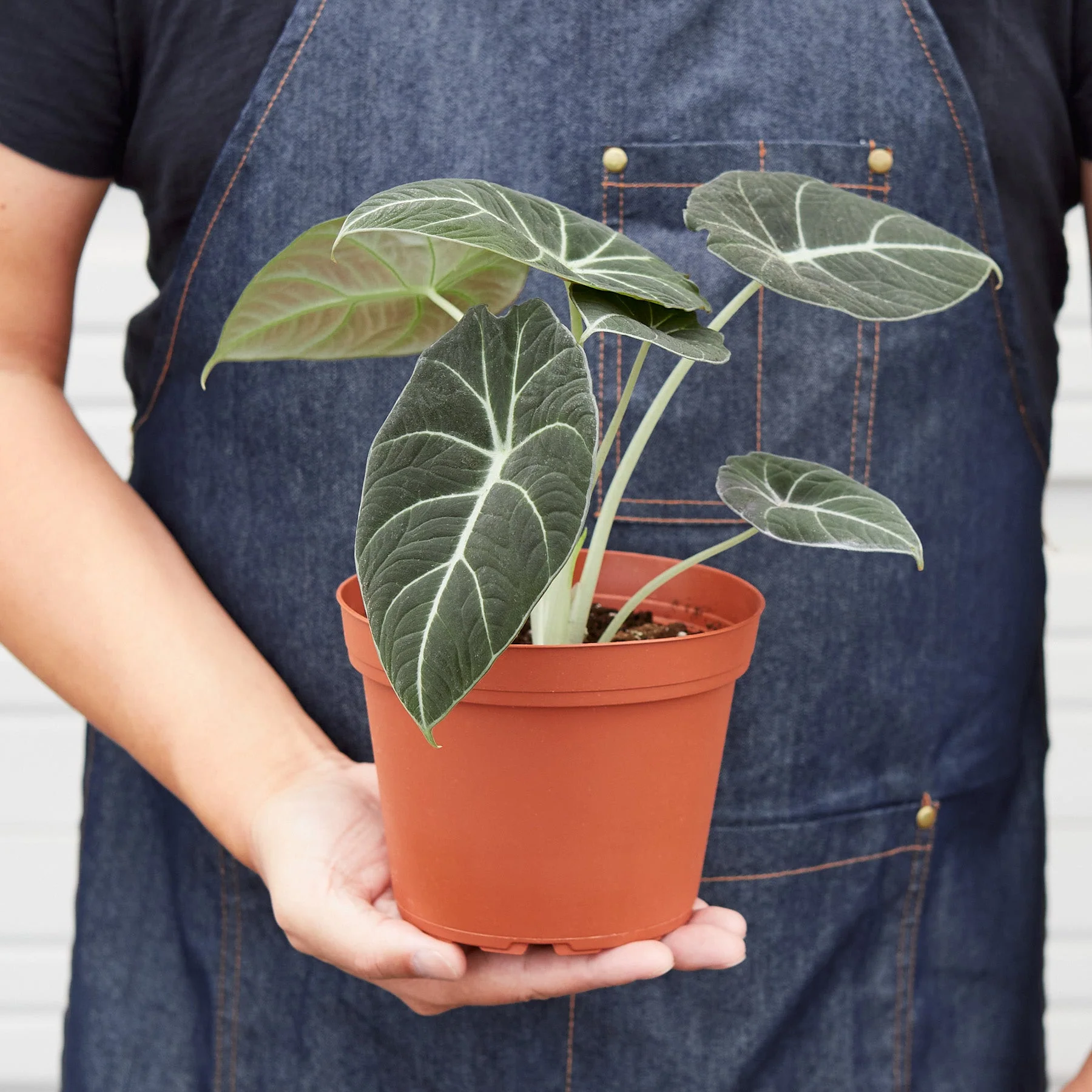 Alocasia Reginula 'Black Velvet' - Image 5