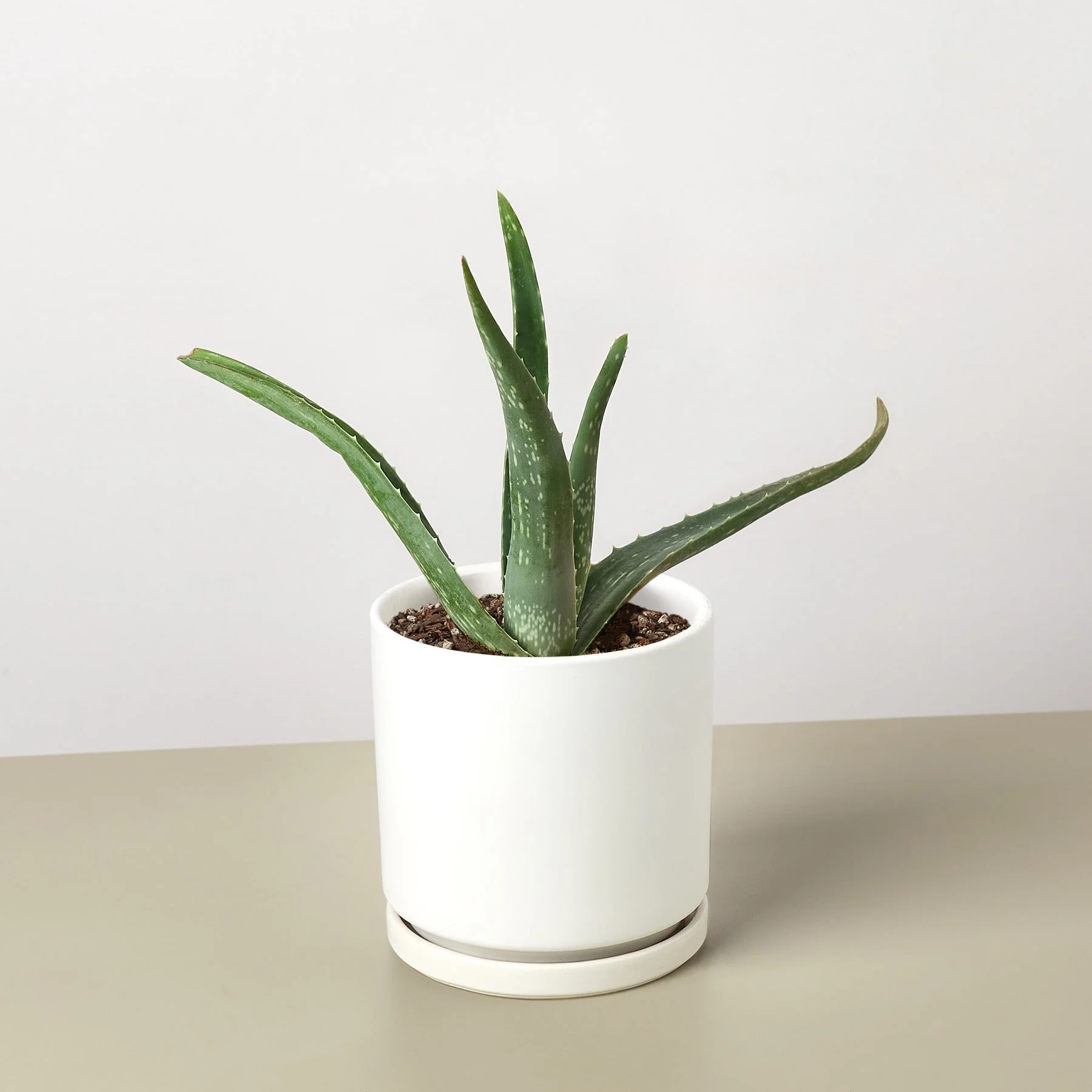 Aloe Vera - Image 9