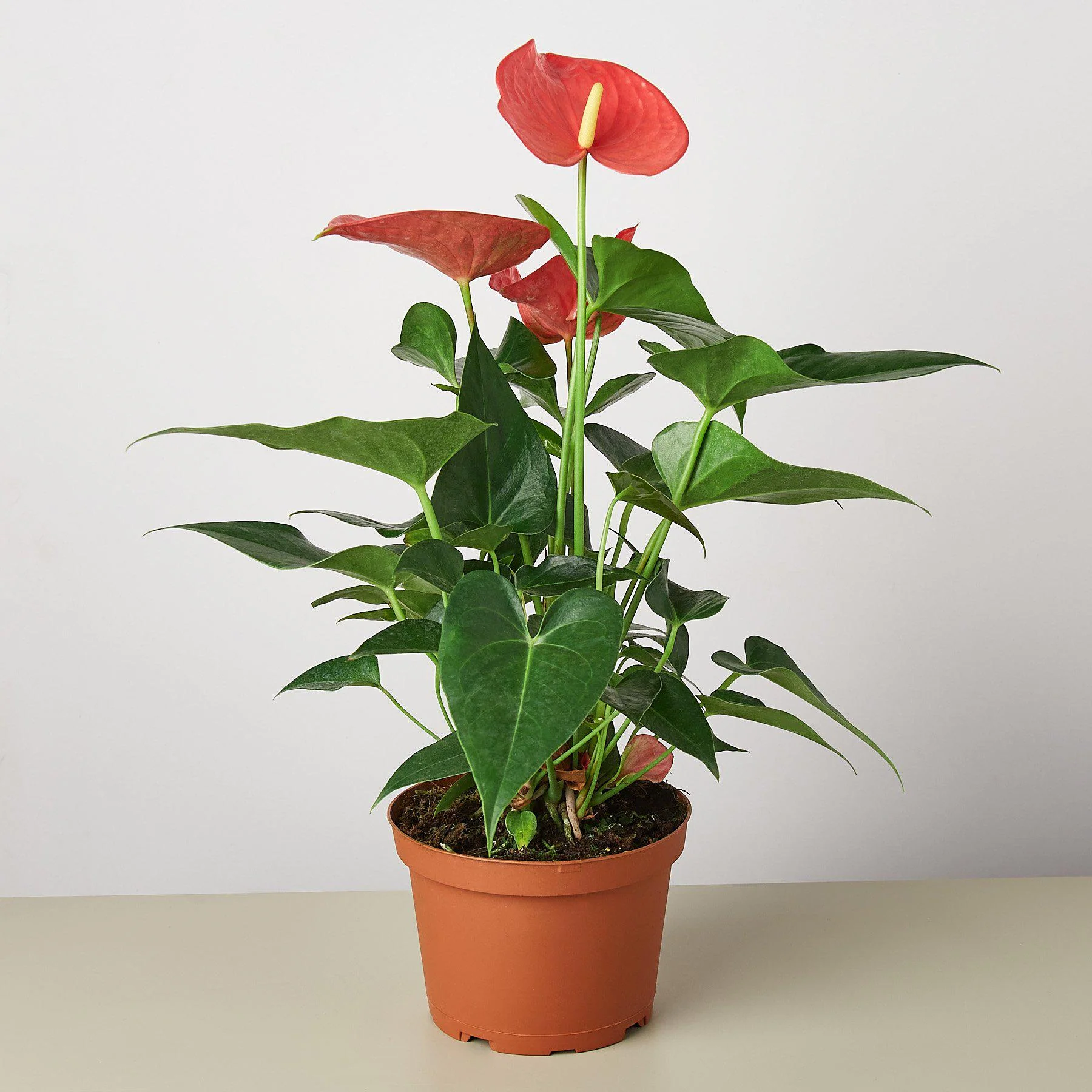 Anthurium 'Pink' - Image 4