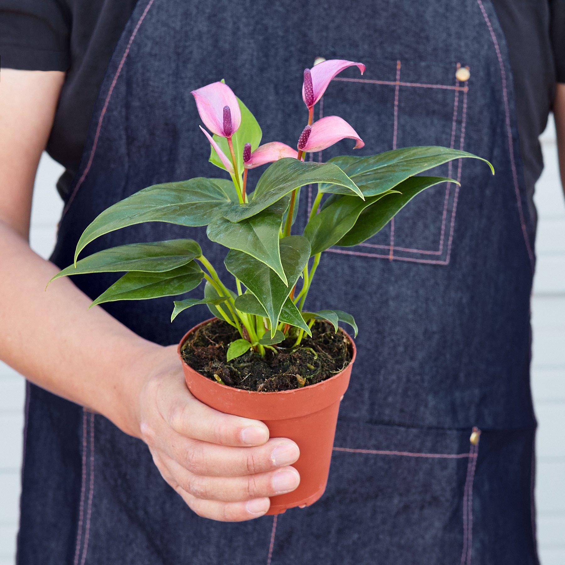 Anthurium 'Purple' - Image 3