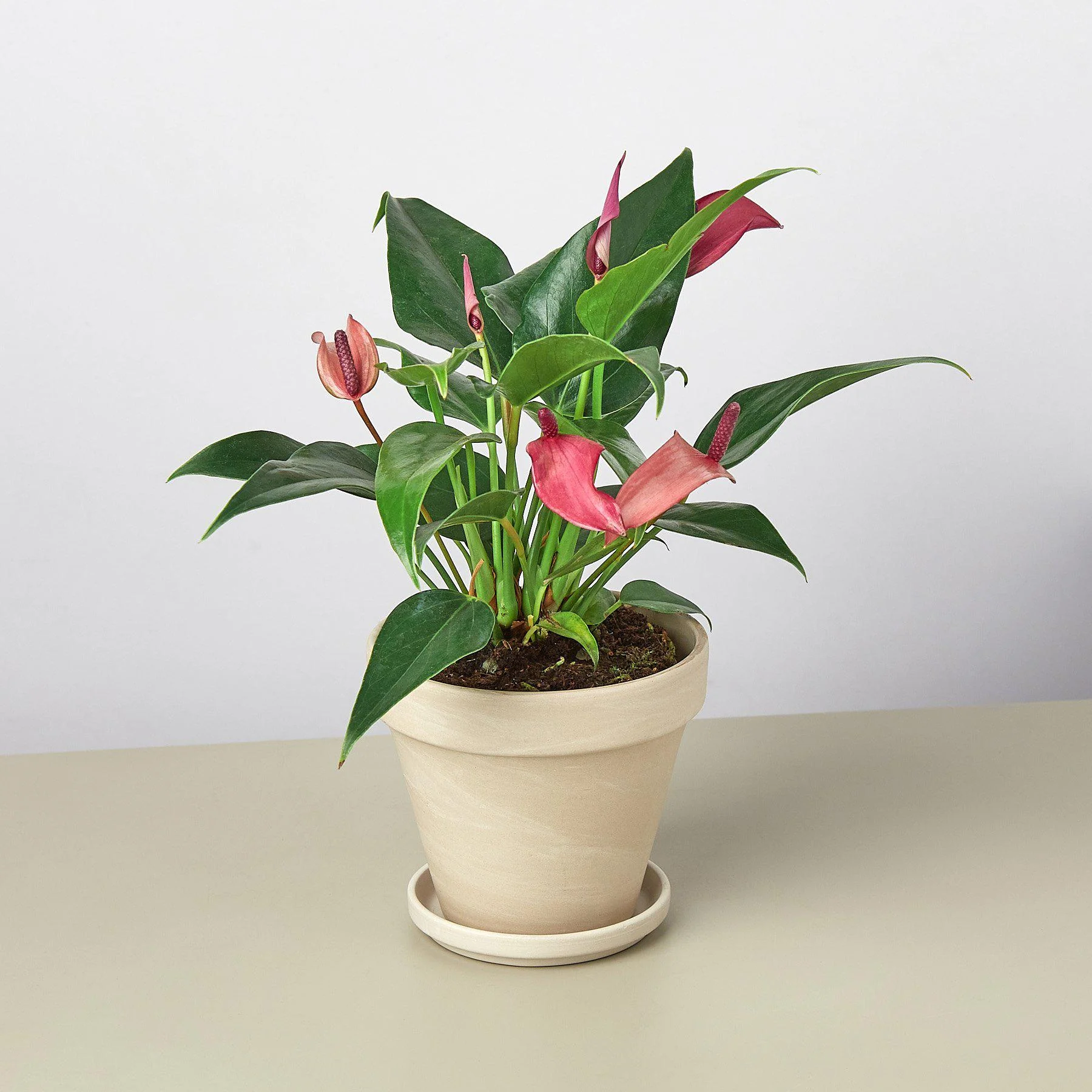 Anthurium 'Purple' - Image 4