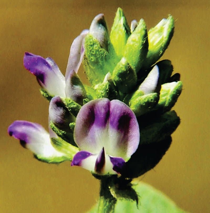 Anti-Aging Bakuchiol Serum - Retinol Alternative by Aniise - Image 8