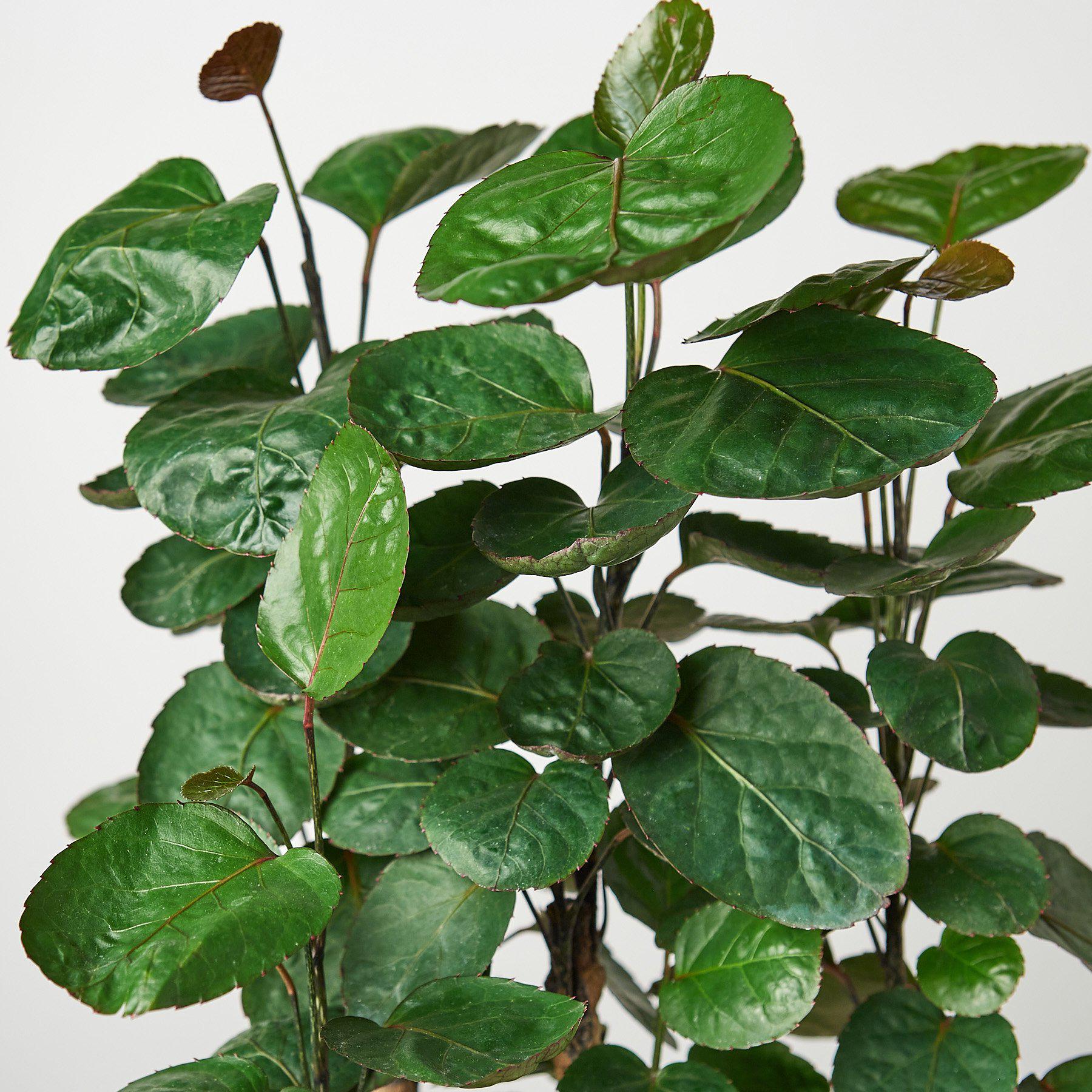 Aralia Fabian Stump 'Polyscias Scutellaria' - Image 2
