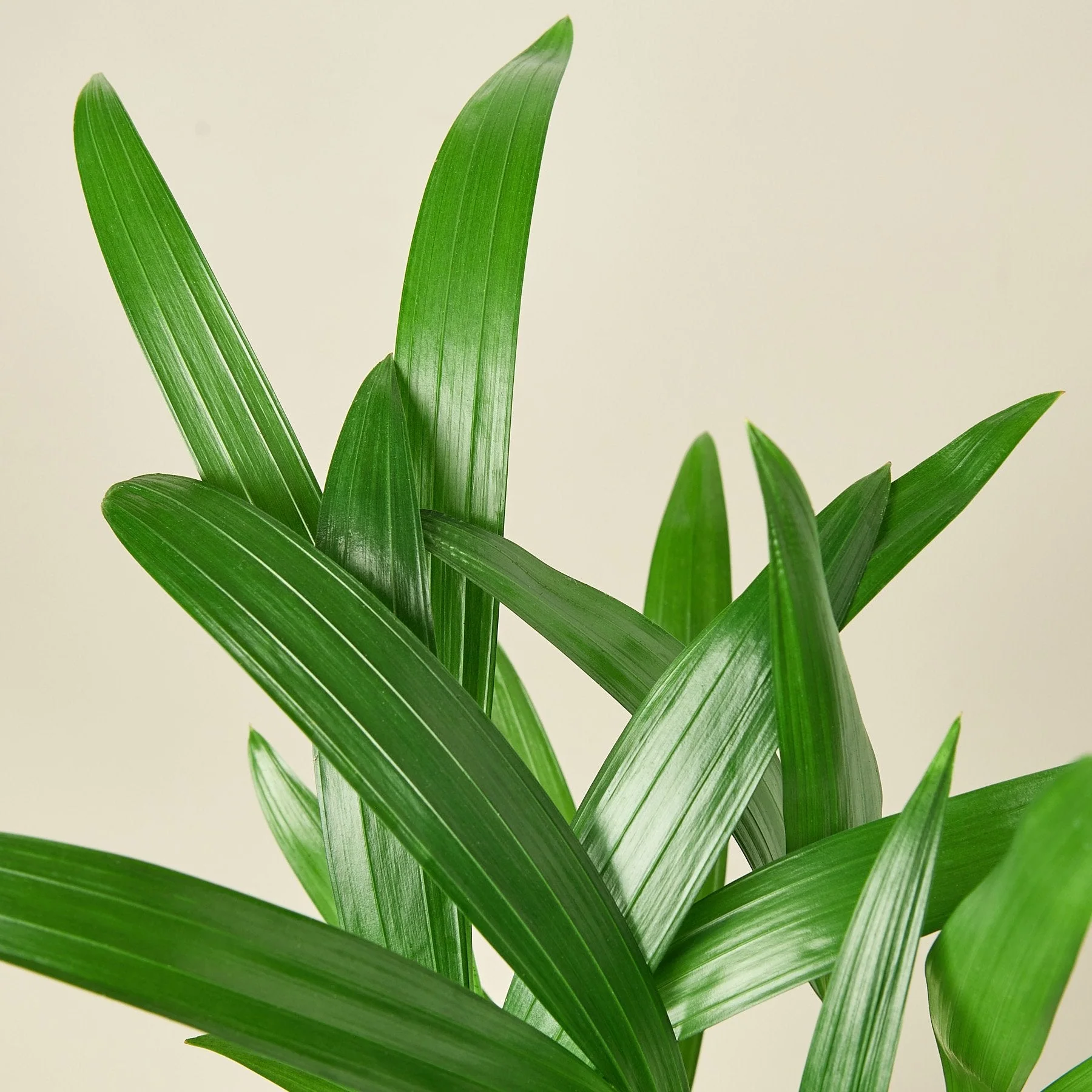 Areca Palm - Image 2