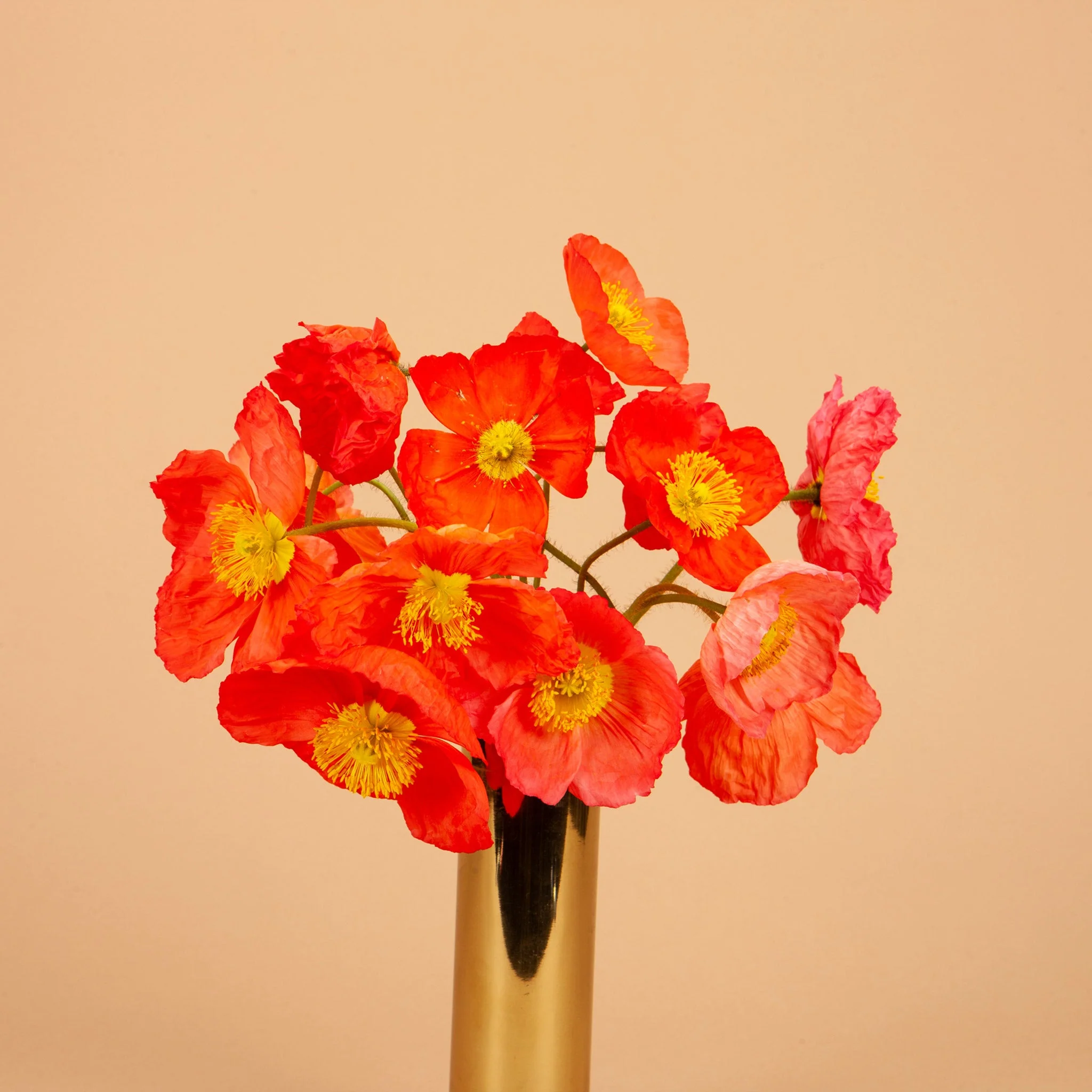 Aries Seed Bundle - Image 11
