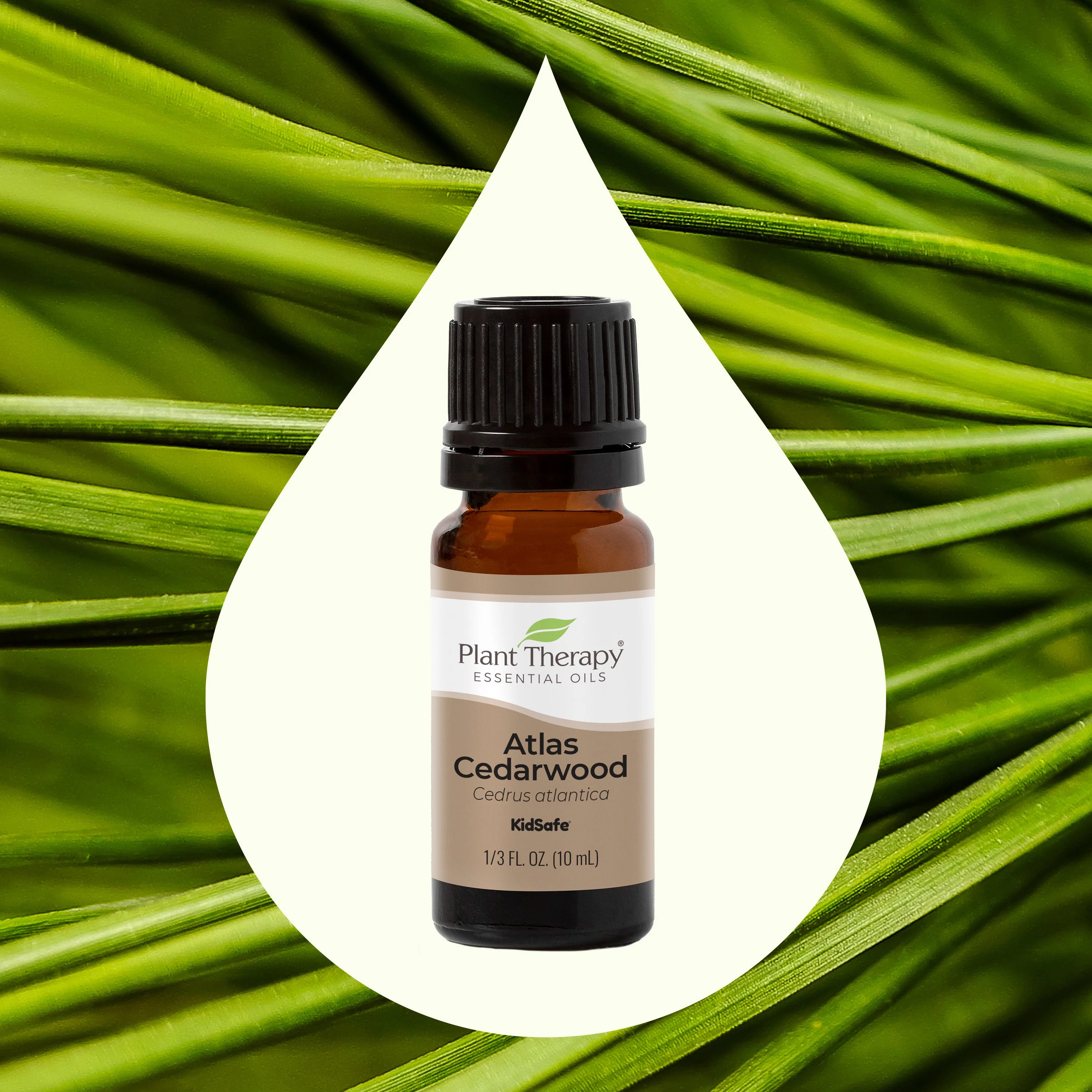Atlas Cedarwood Essential Oil - Image 2