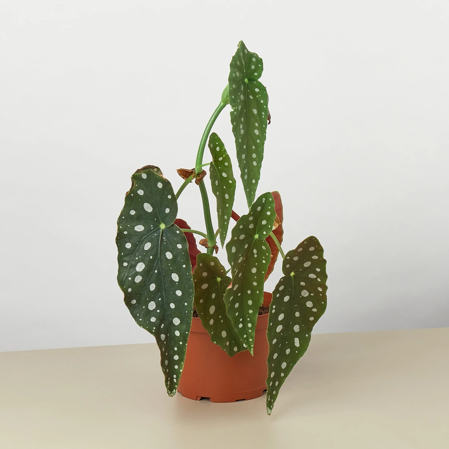 Begonia 'Maculata' - Image 3