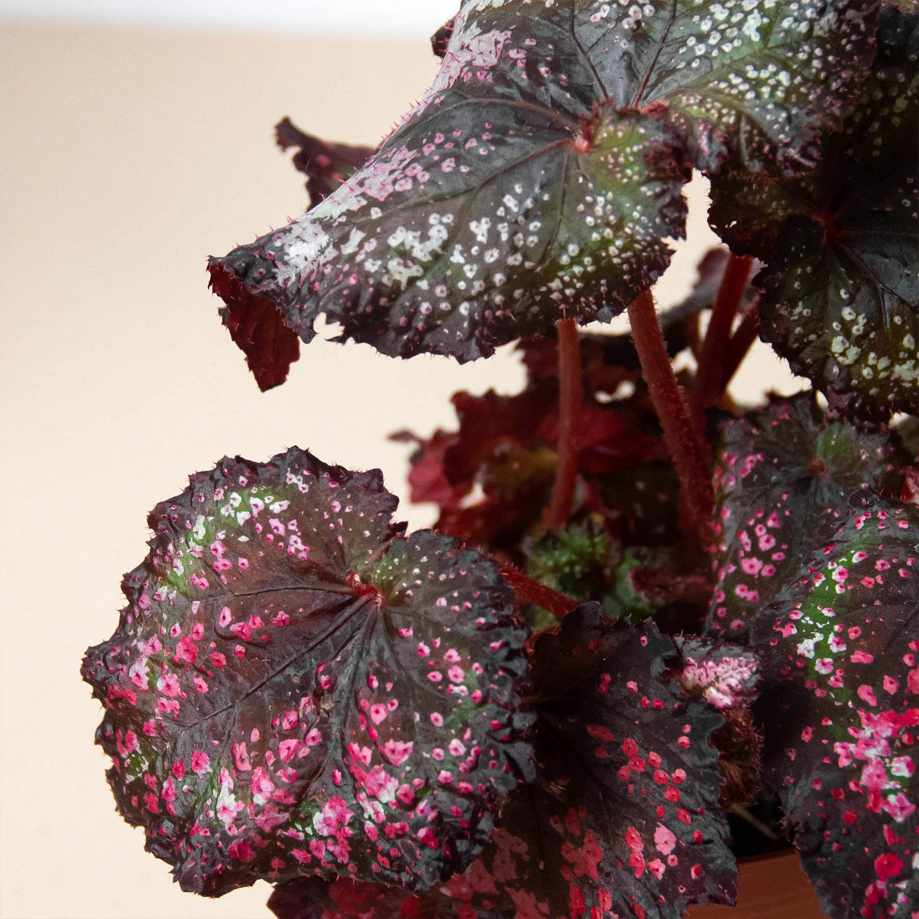 Begonia 'Rex' - 4 Pack Variety - Image 6