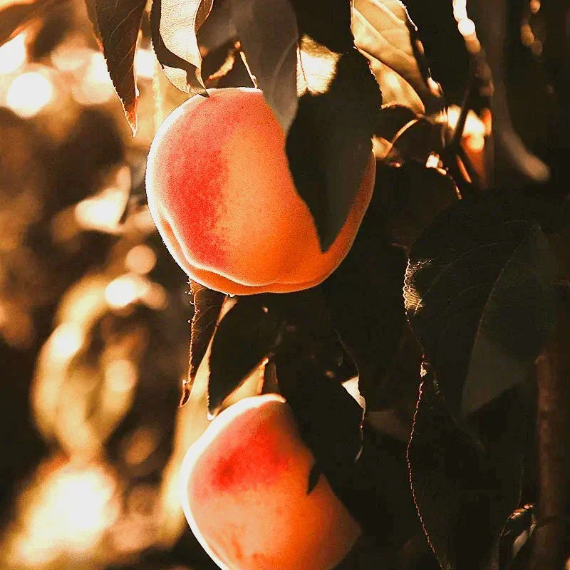 Belle of Georgia Peach Tree - Image 2