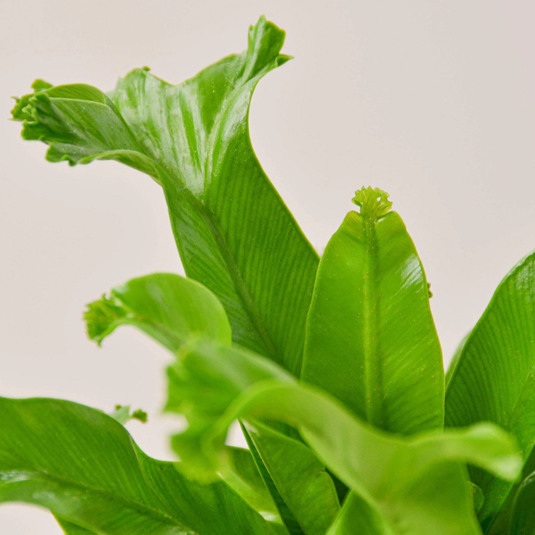 Bird’s Nest 'Leslie' Fern - Image 2