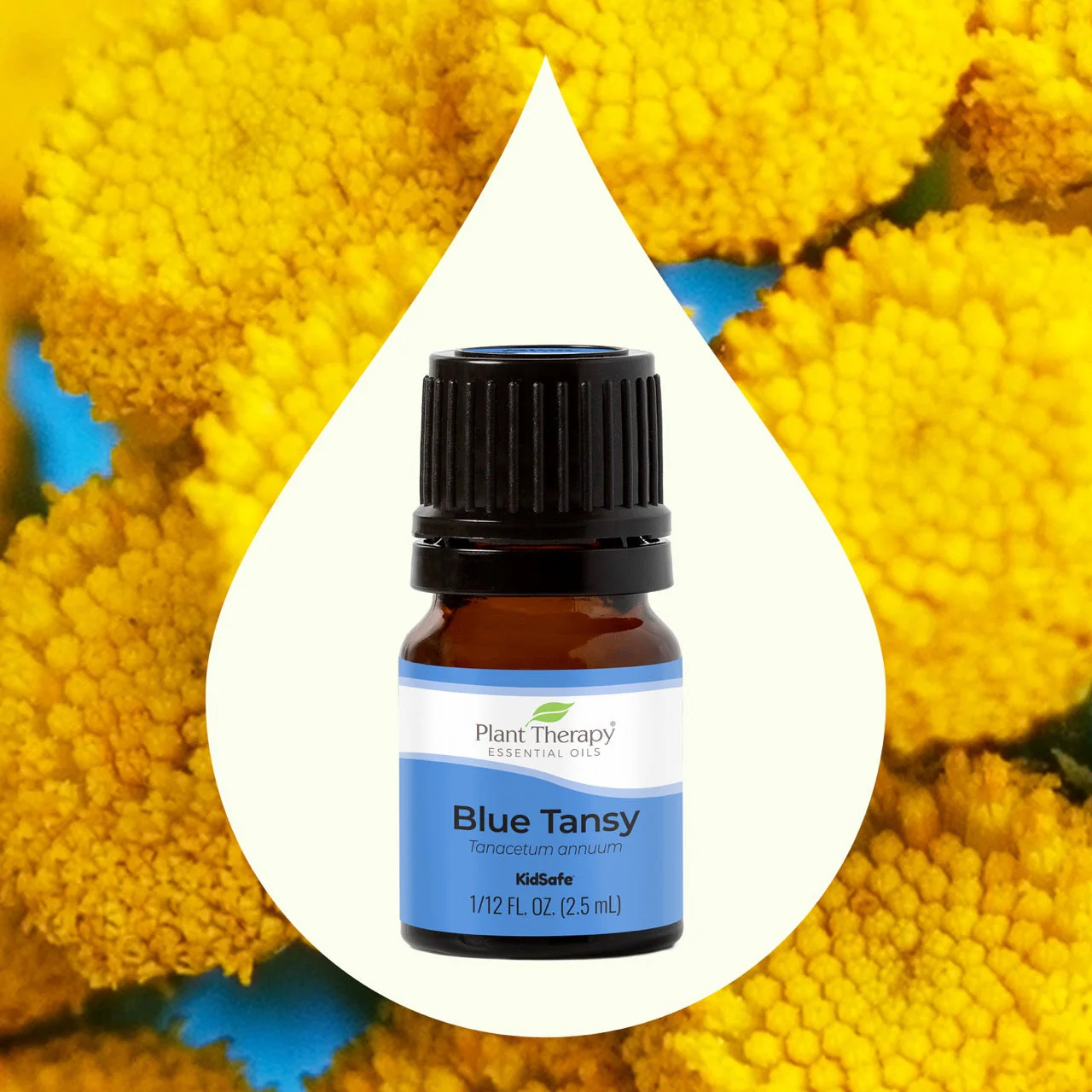 Blue Tansy Essential Oil - Image 3