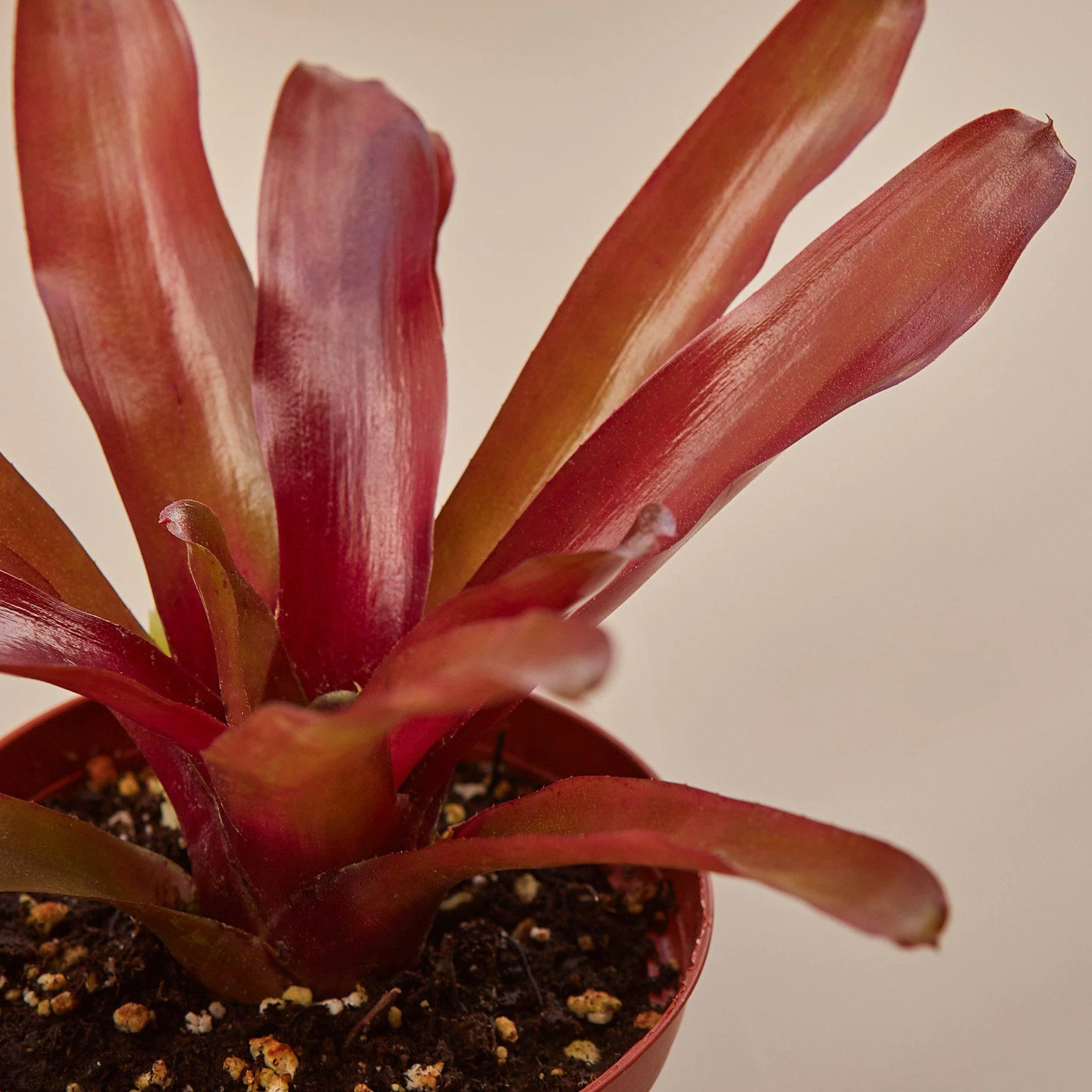 Bromeliad 'Fireball' - Image 2