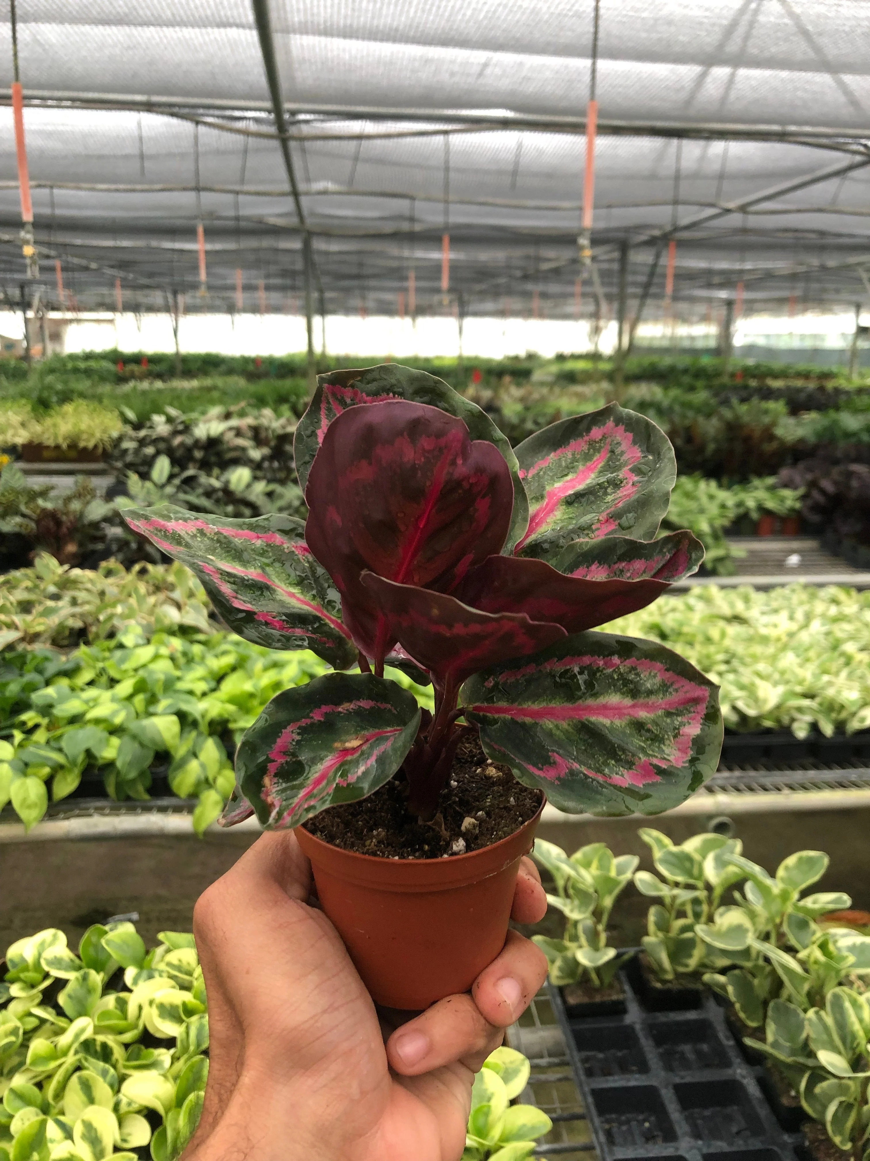 Calathea 'Dottie' - Image 2