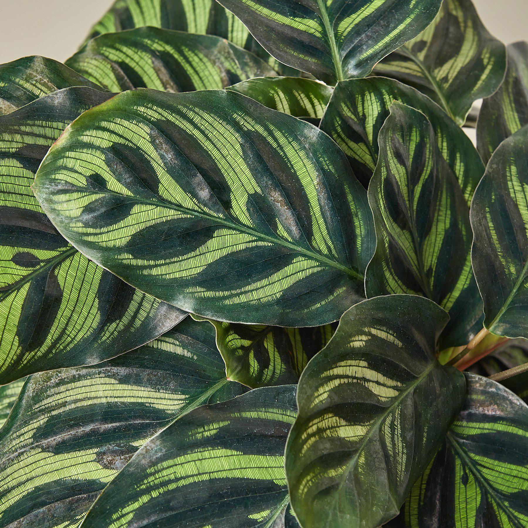 Calathea 'Makoyana' - Image 5