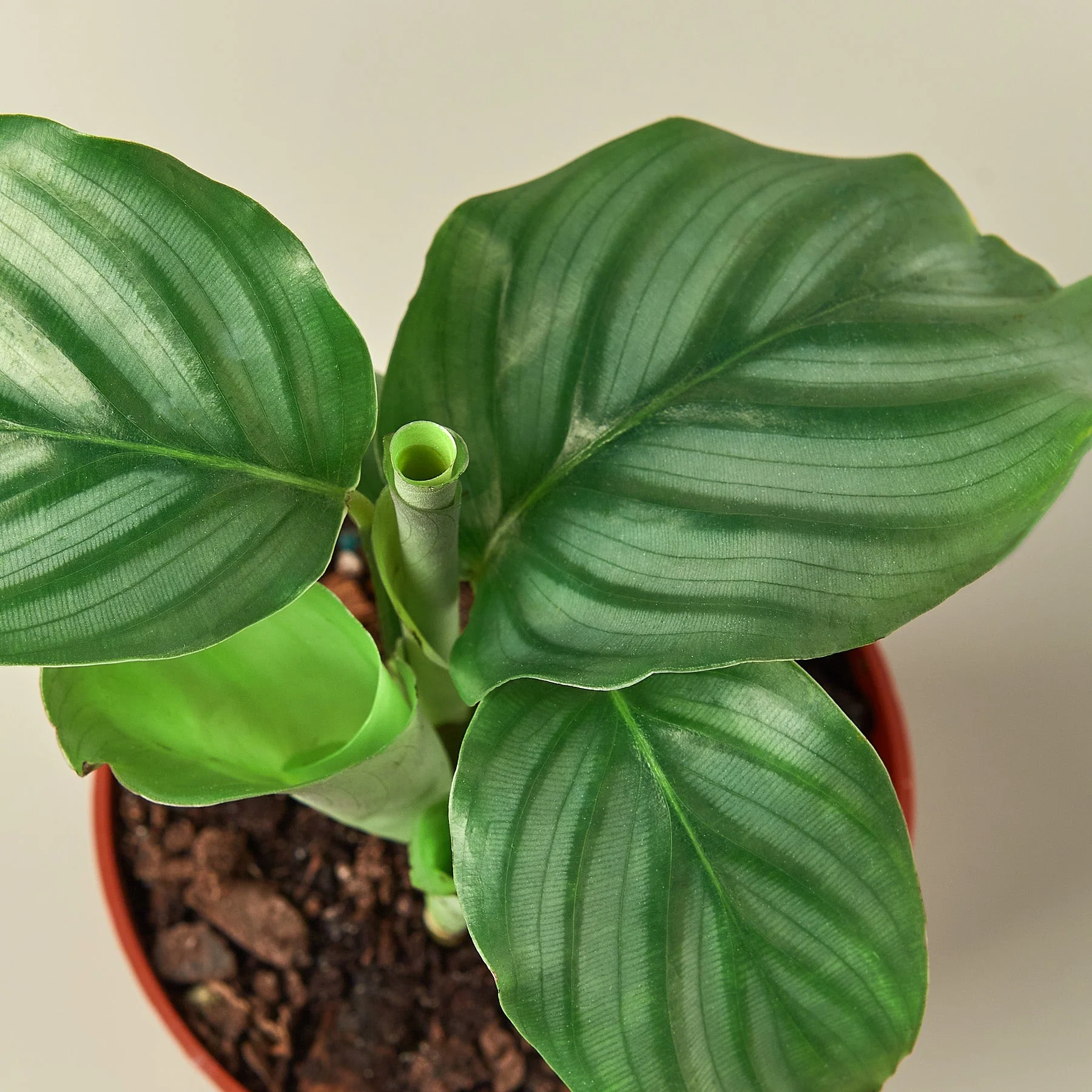 Calathea 'Orbifolia' - Image 2