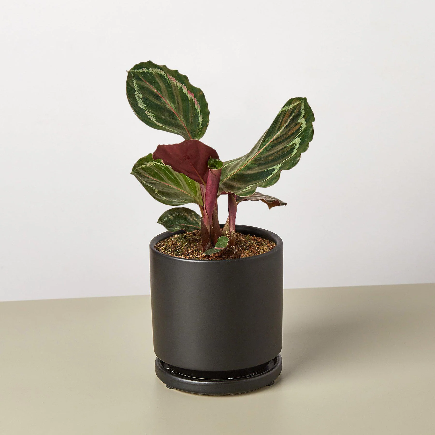Calathea Roseopicta 'Medallion' - Image 3