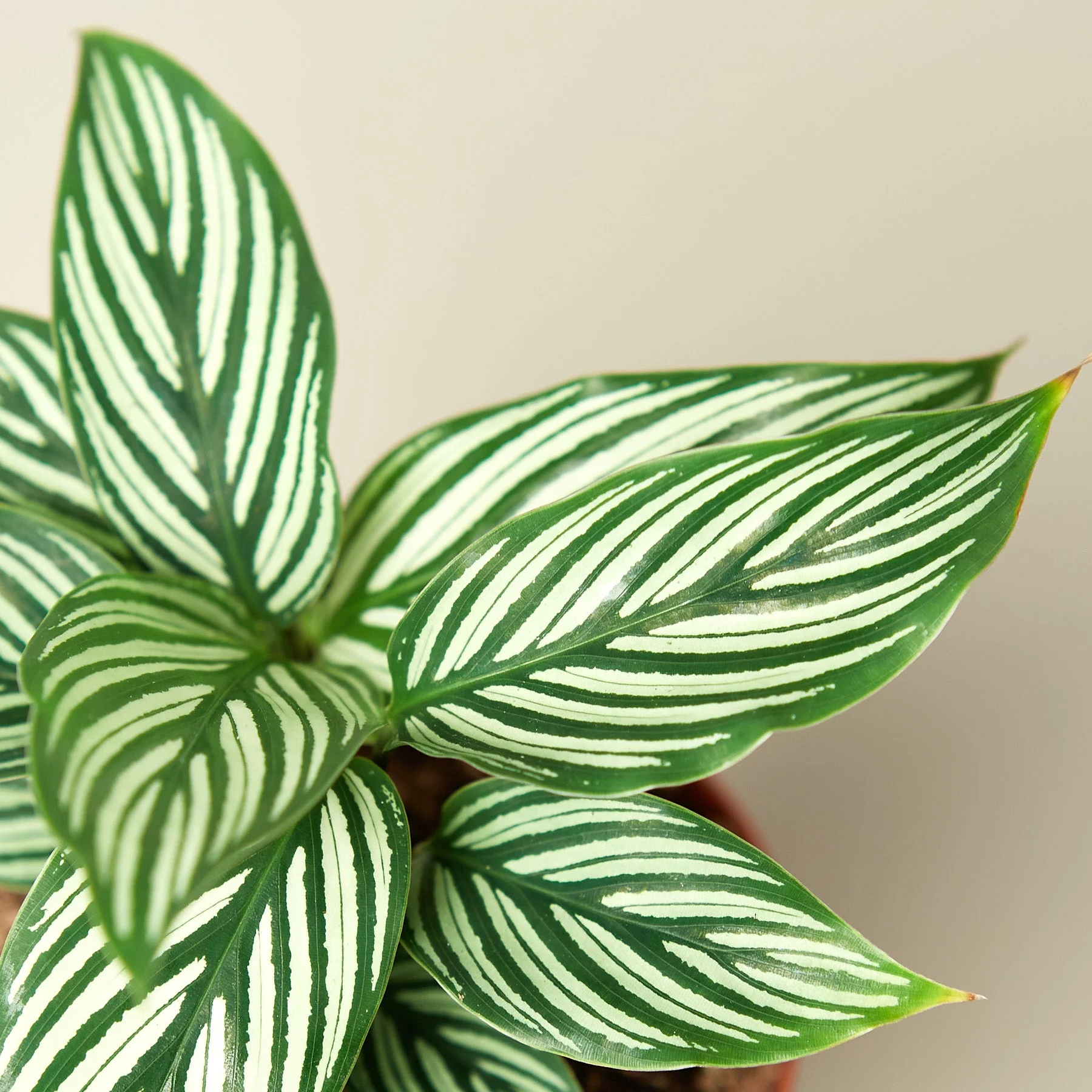 Calathea 'Vittata' - Image 2