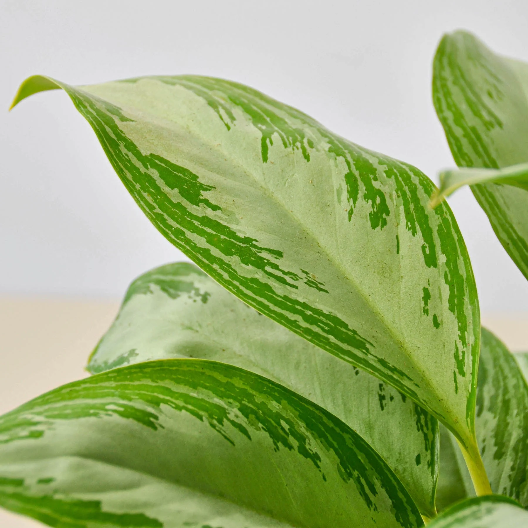 Chinese Evergreen 'Silver Bay' - Image 2