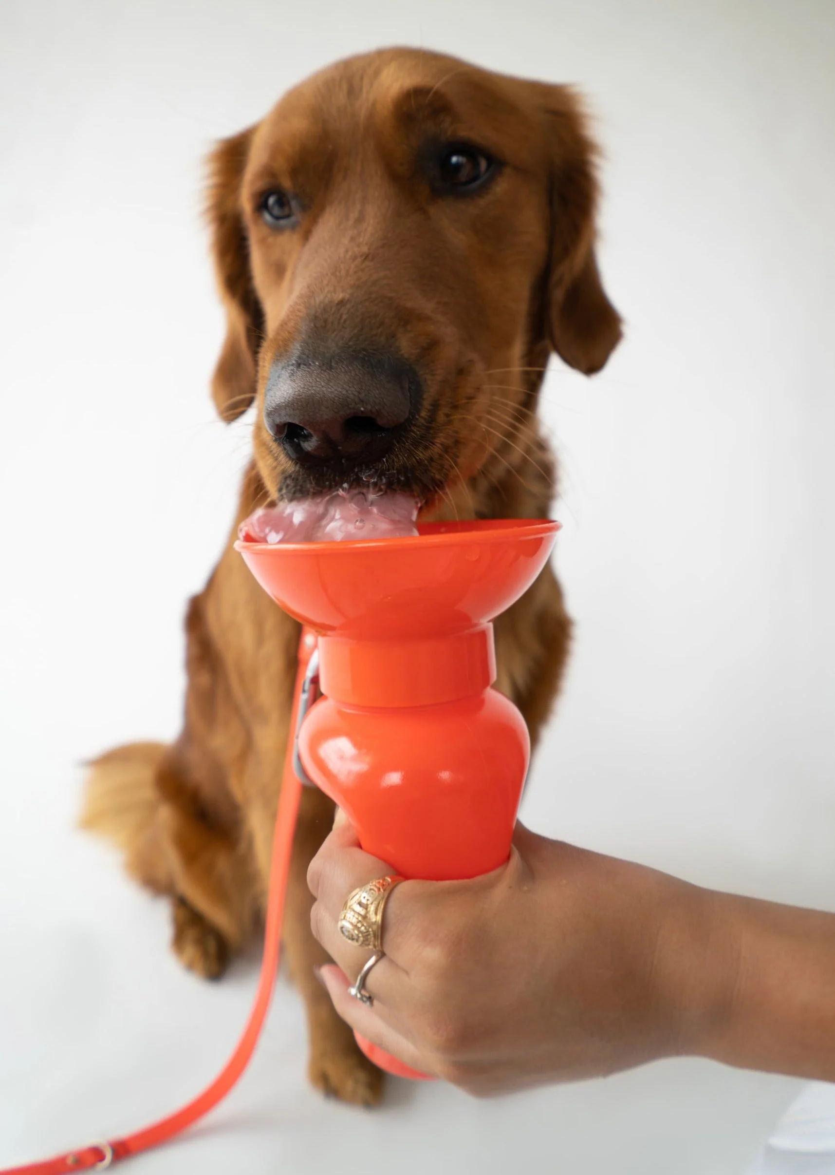 Classic Dog Travel Bottle - Image 6