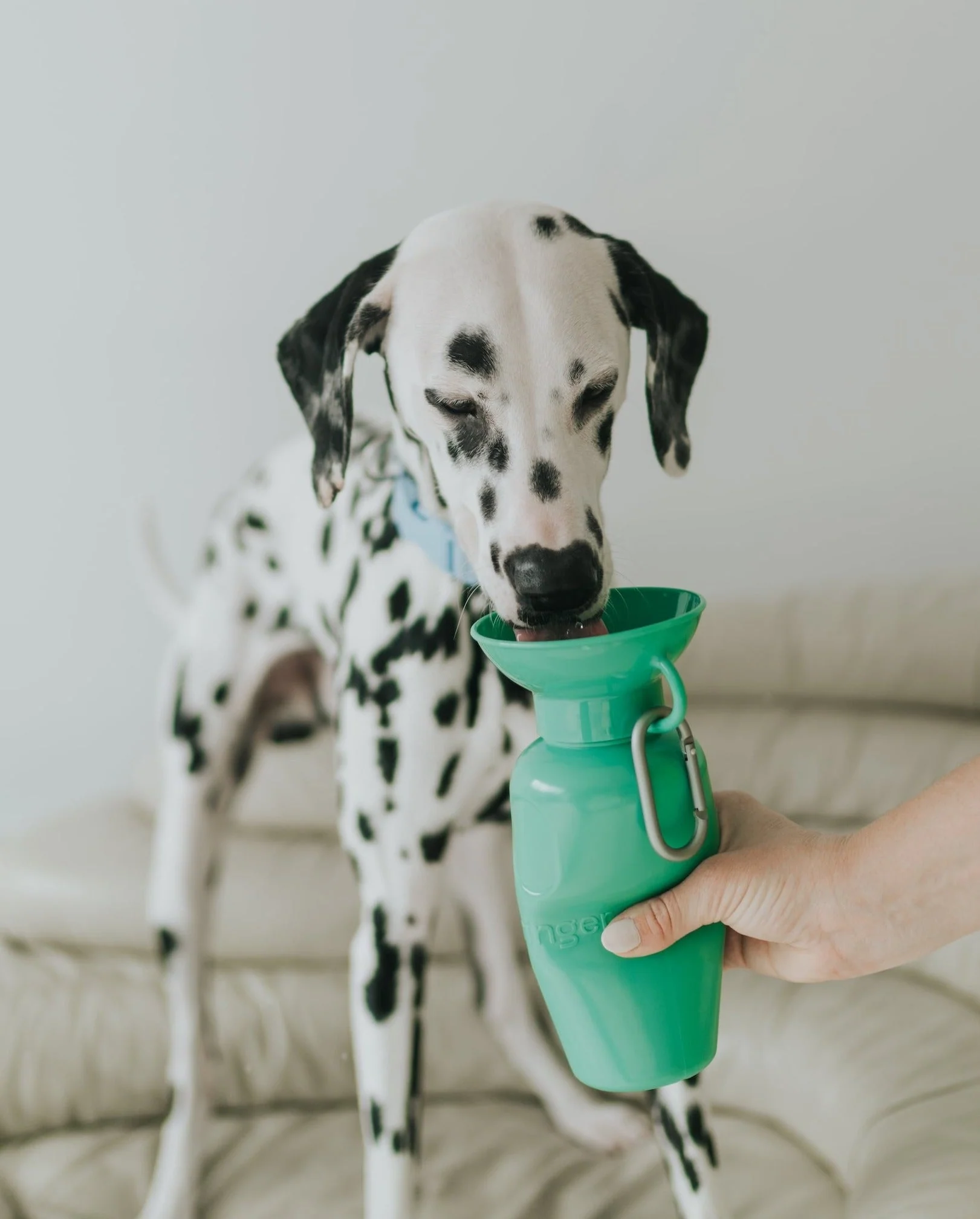 Classic Dog Travel Bottle - Image 2