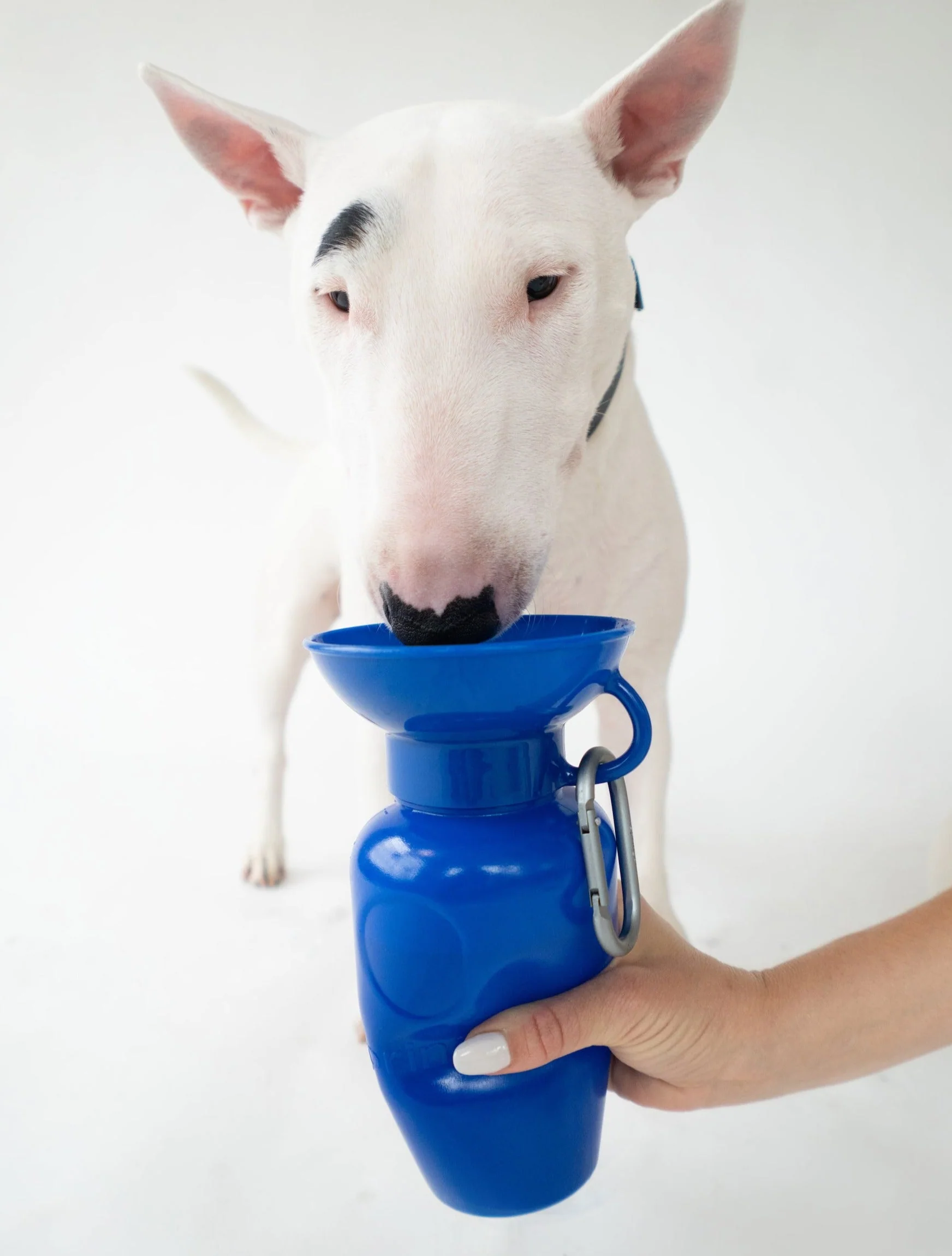 Classic Dog Travel Bottle - Image 22
