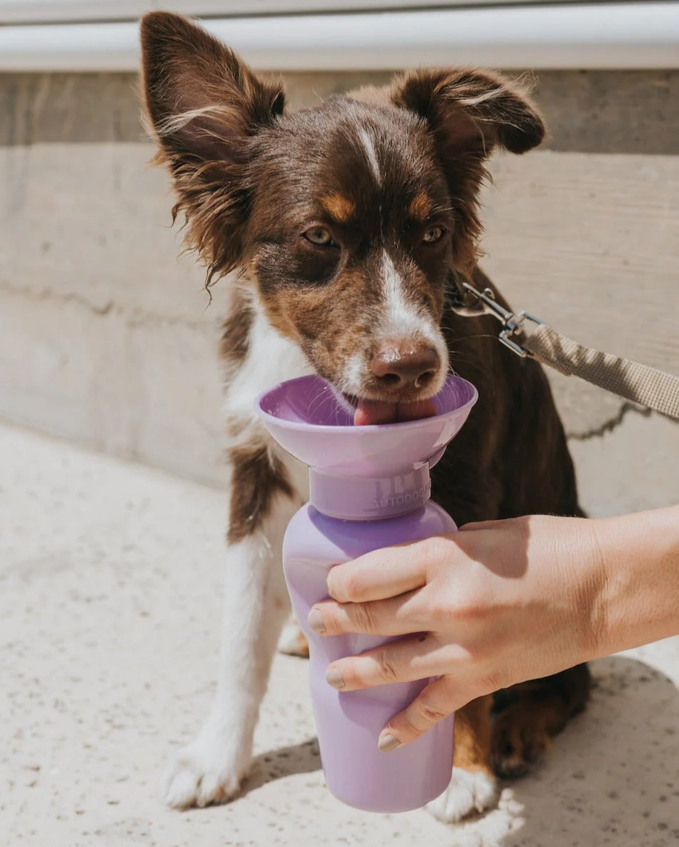 Classic Dog Travel Bottle - Image 27