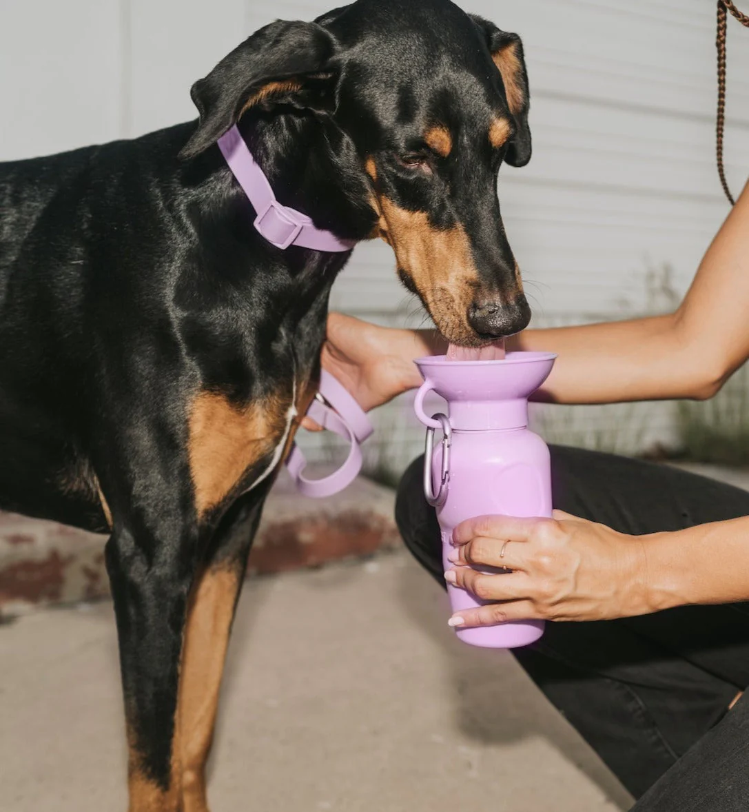 Classic Dog Travel Bottle - Image 20