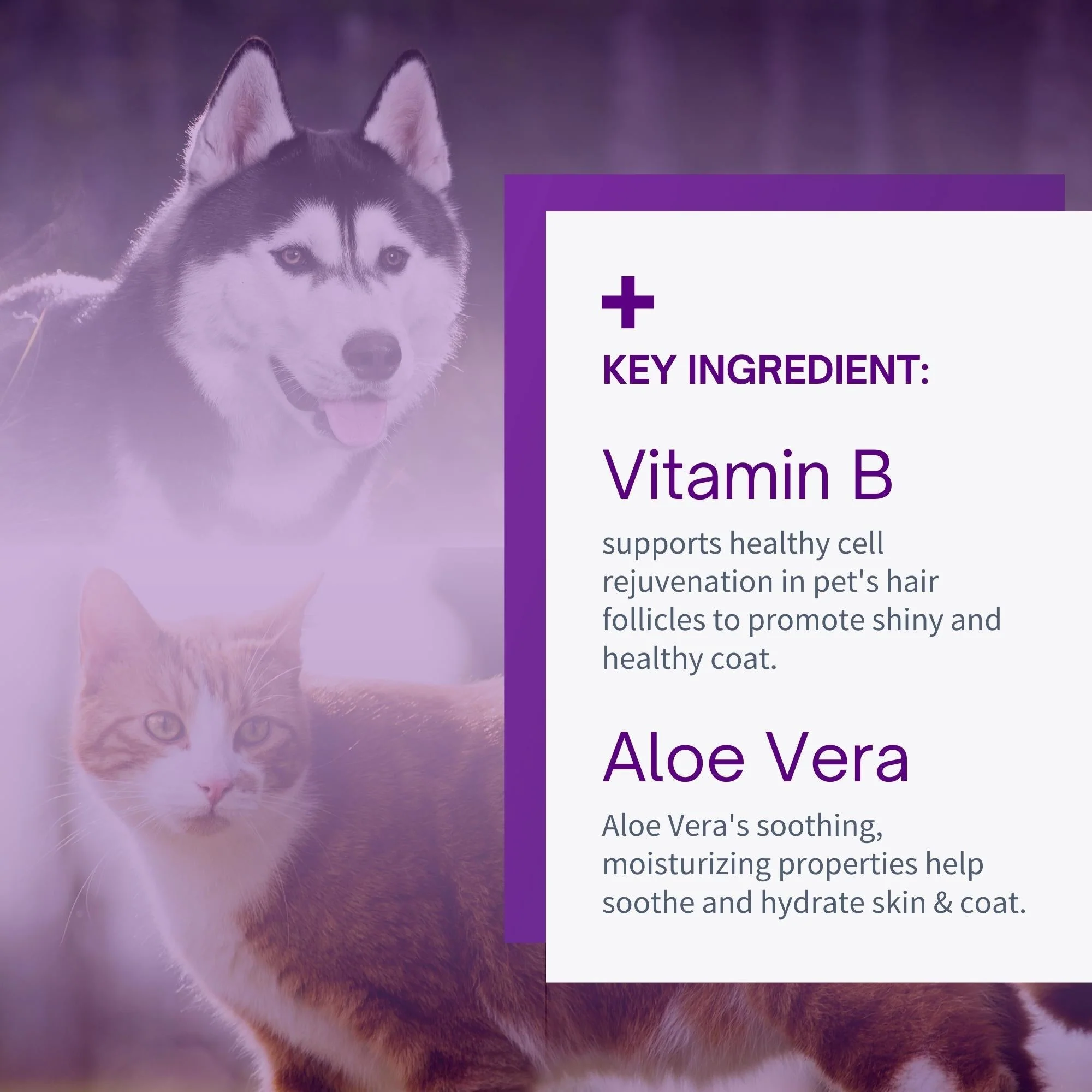 Condition & Deodorize Finishing Body Spray for Dogs & Cats in Sweet Vanilla - 8oz - Image 4