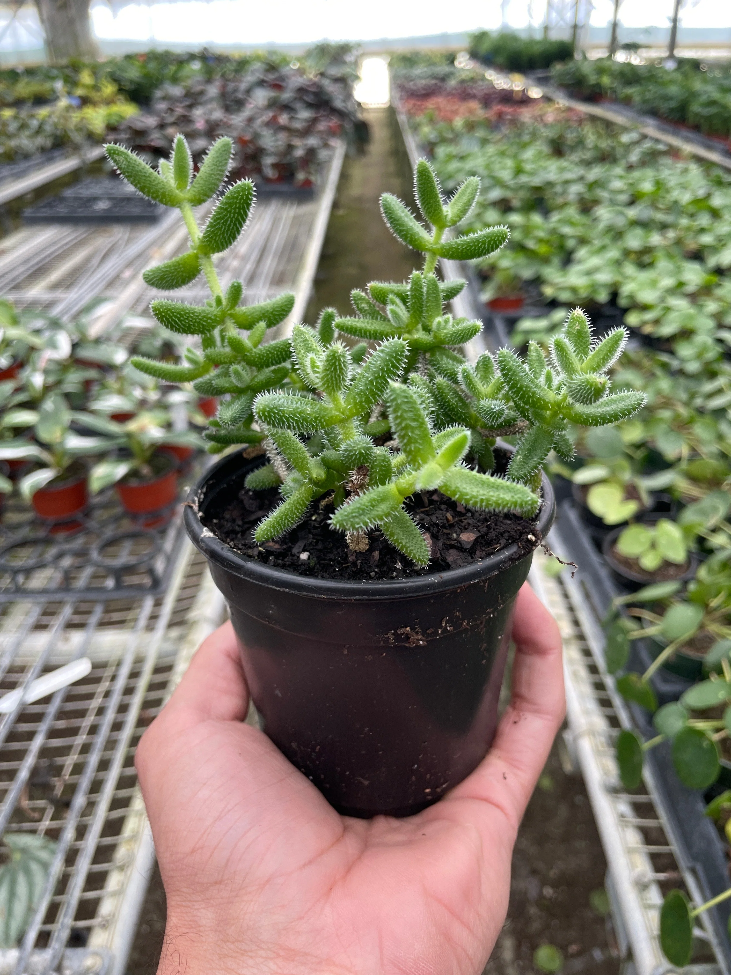 Delosperma echinatum 'Pickle Plant' - Image 4