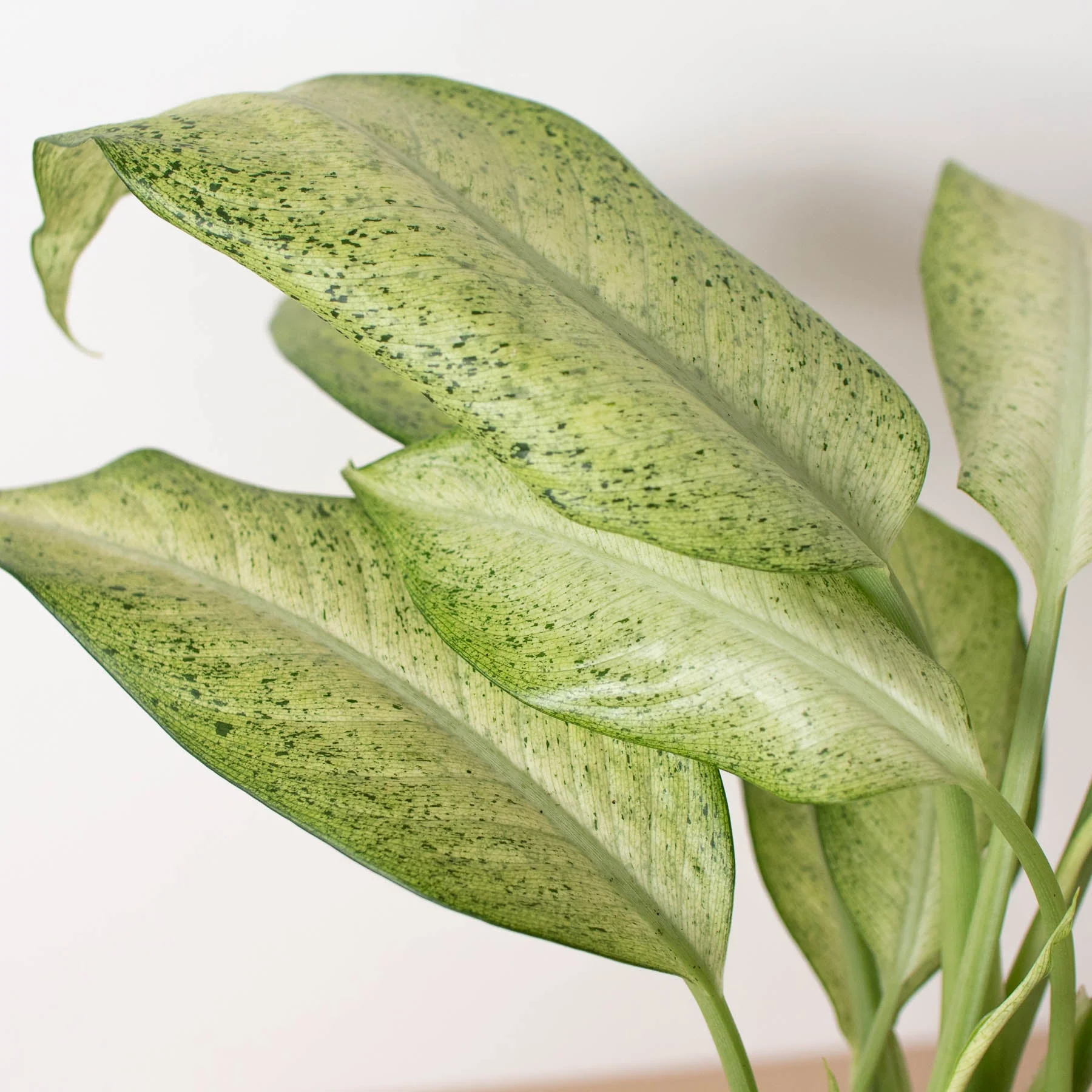 Dieffenbachia 'Camouflage' - Image 5