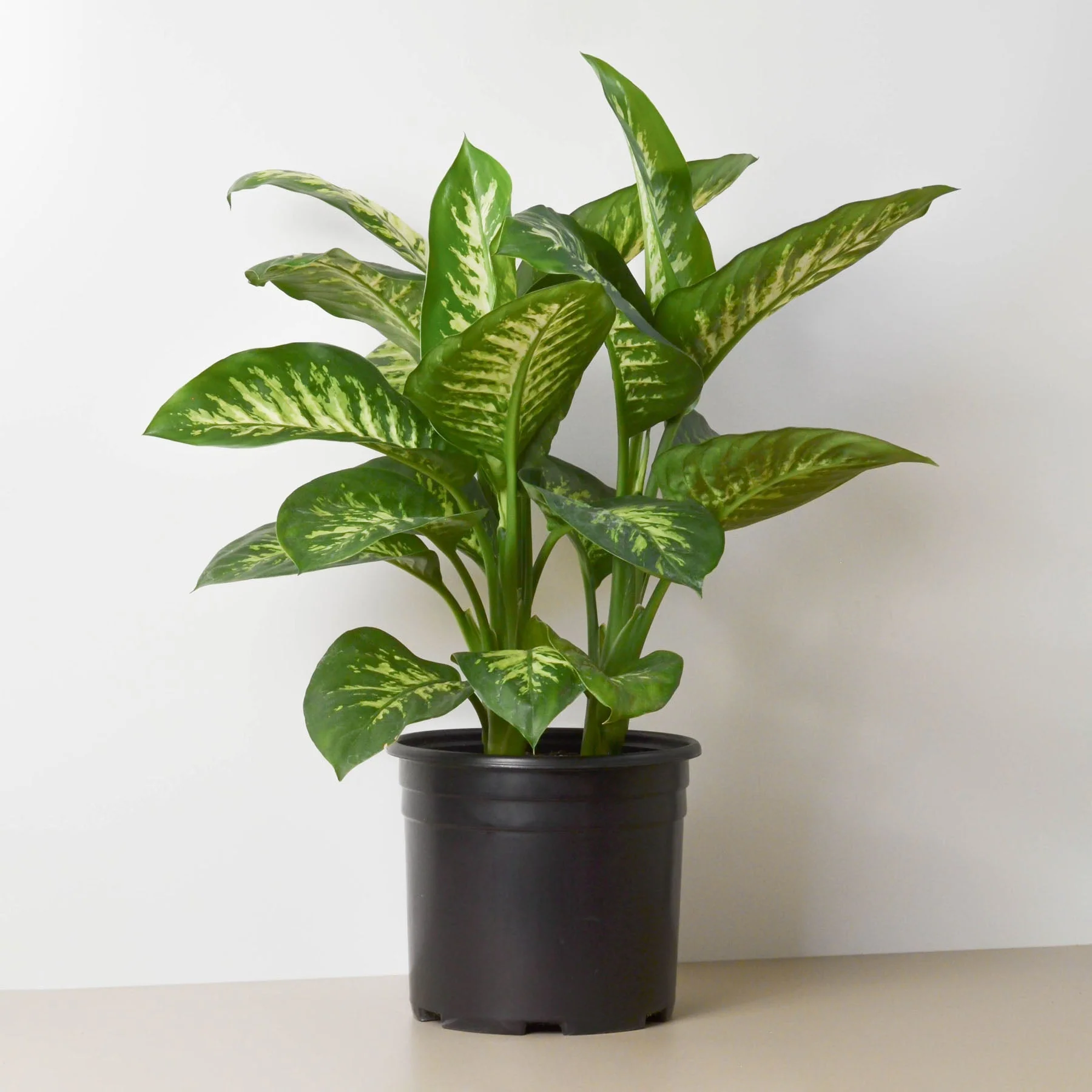 Dieffenbachia 'Tropic Snow' - Image 3
