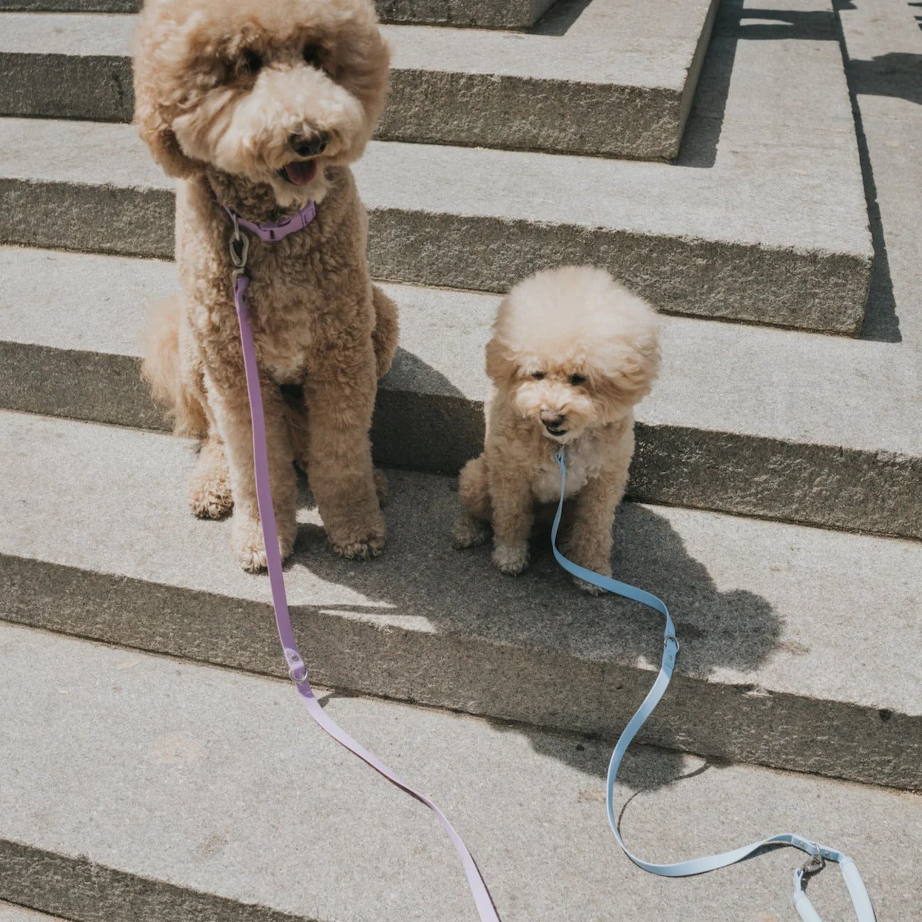 Dog Leash - Image 8