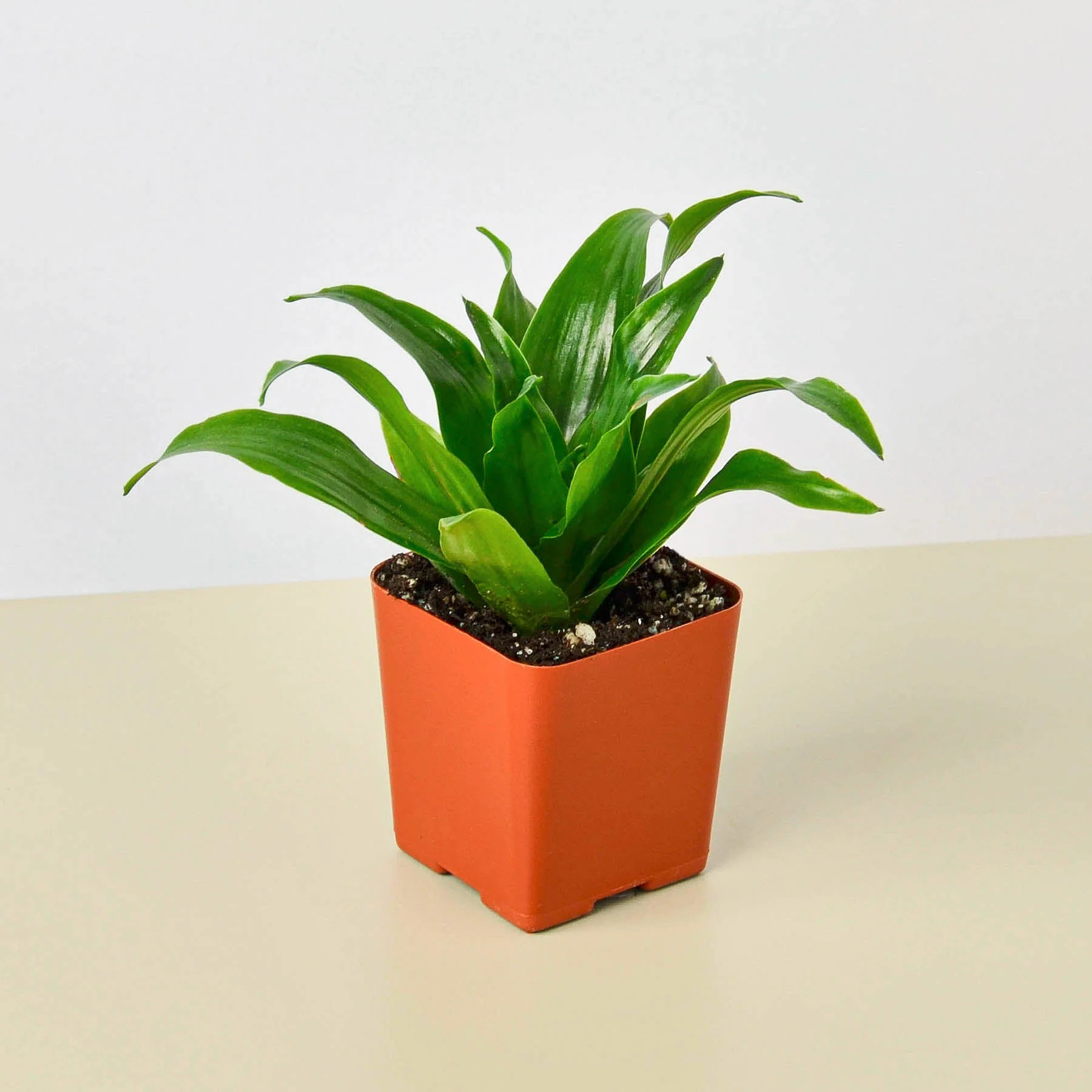 Dracaena 'Janet Craig' - Image 7