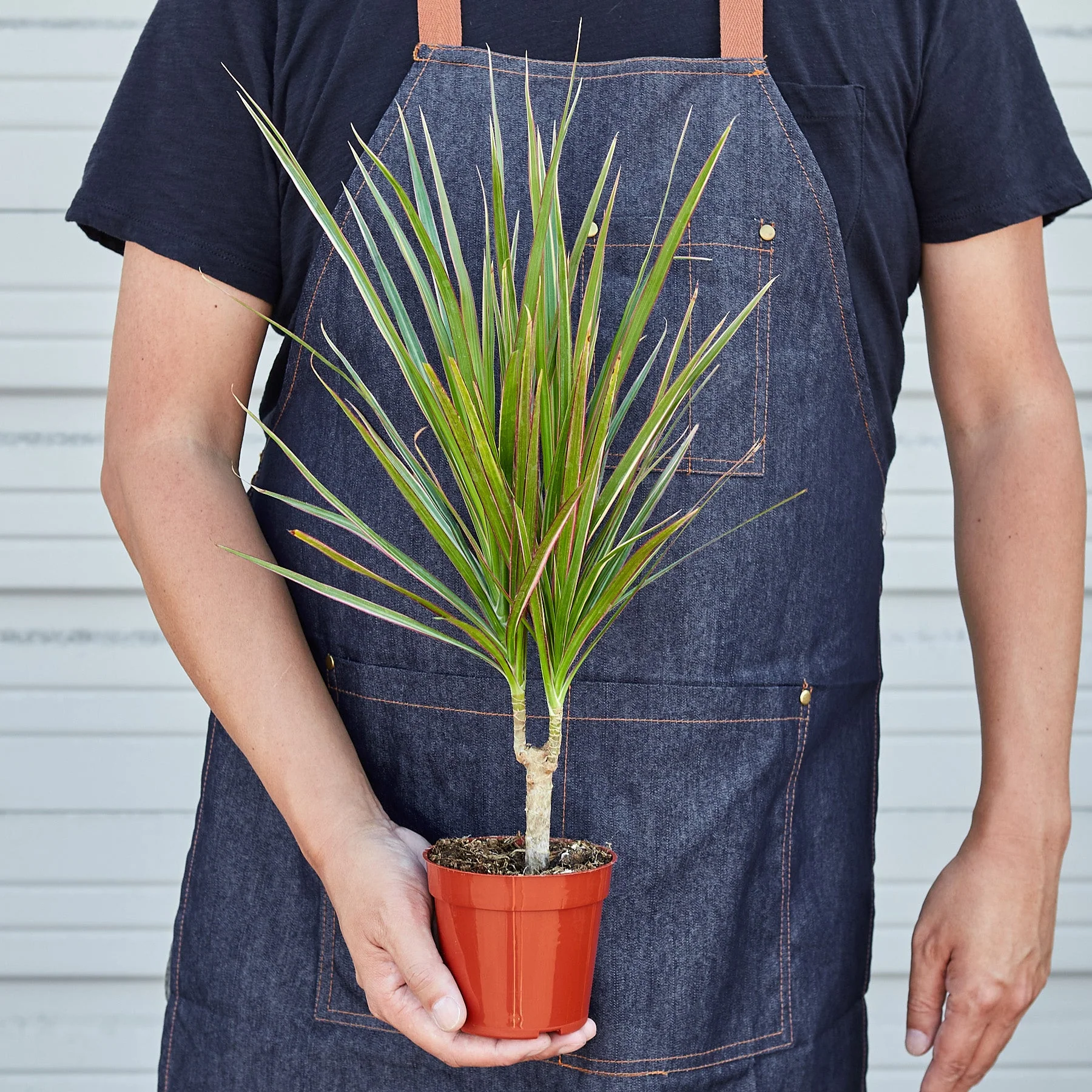 Dracaena 'Red Margined' - Image 3