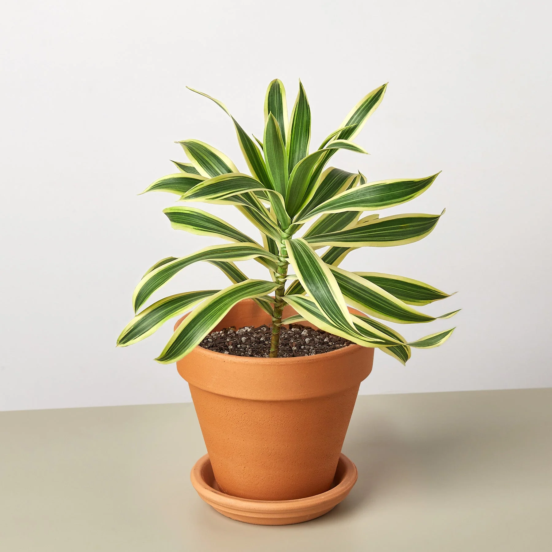 Dracaena Song of India - Image 8