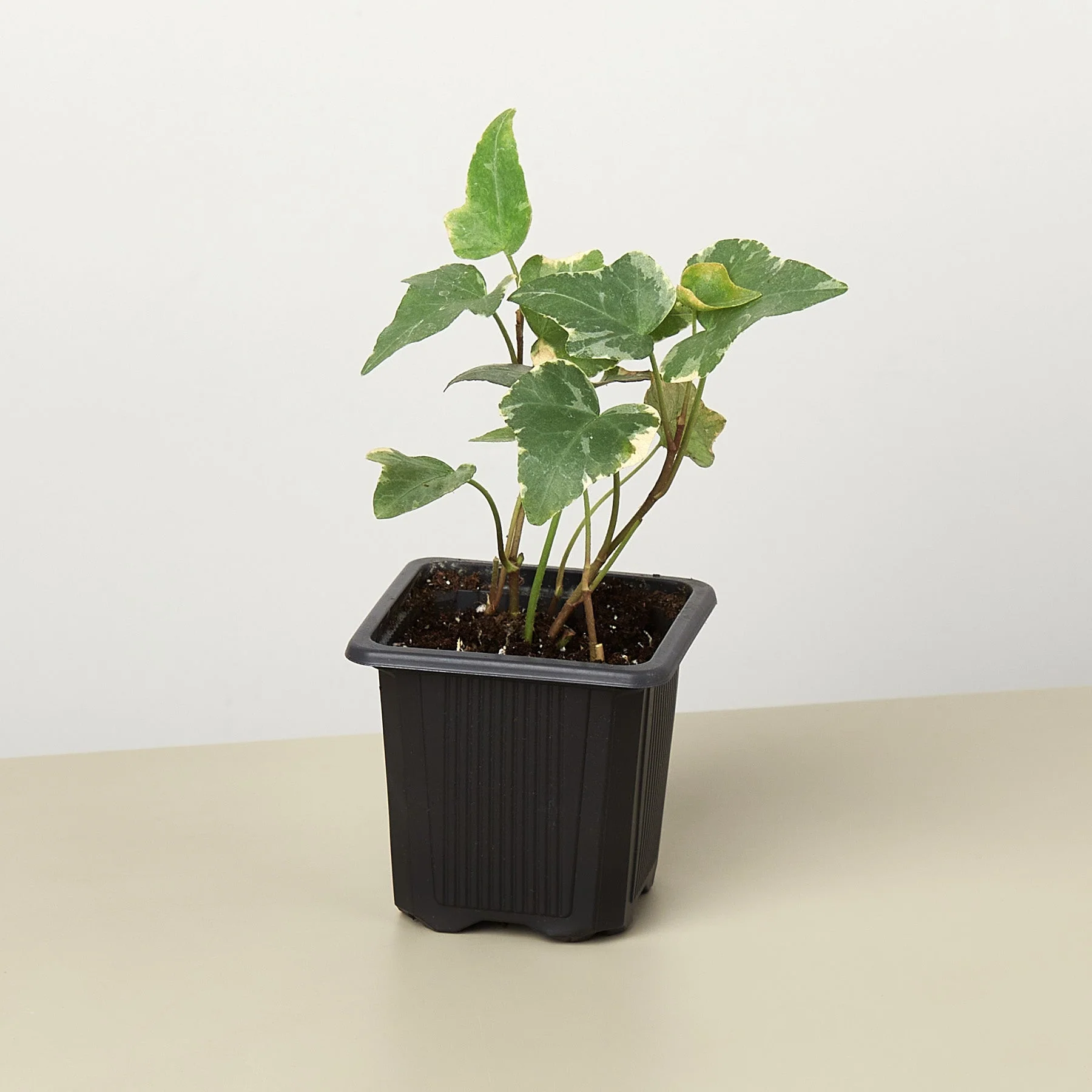 English Ivy 'Glacier' - Image 11