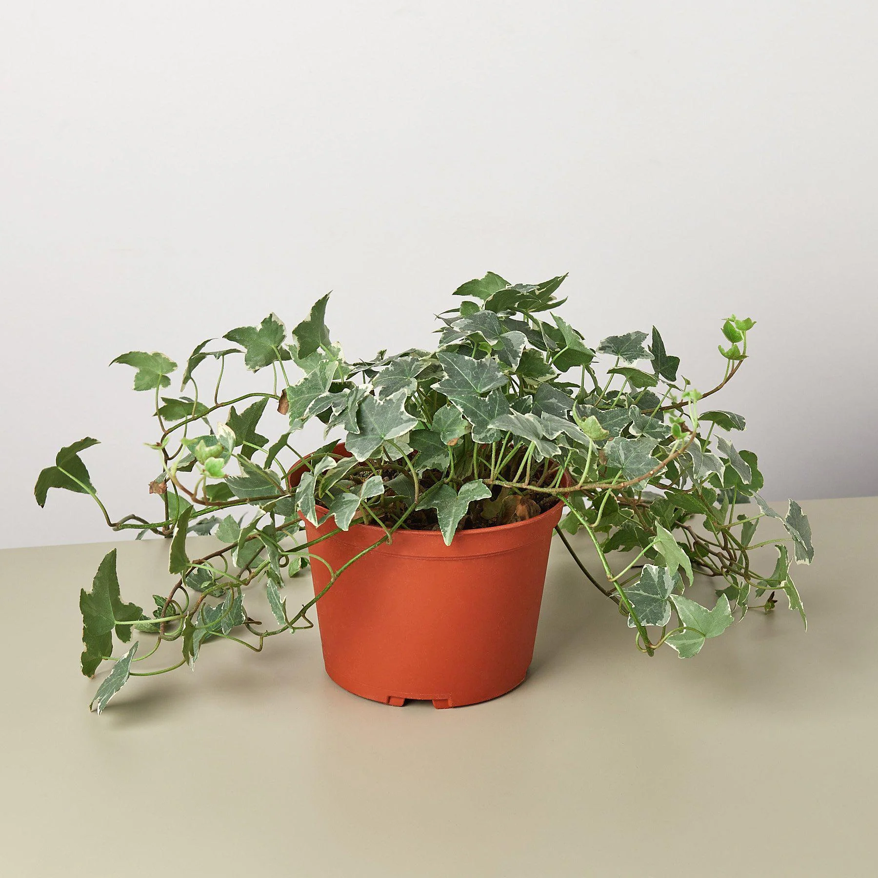 English Ivy 'Glacier' - Image 3