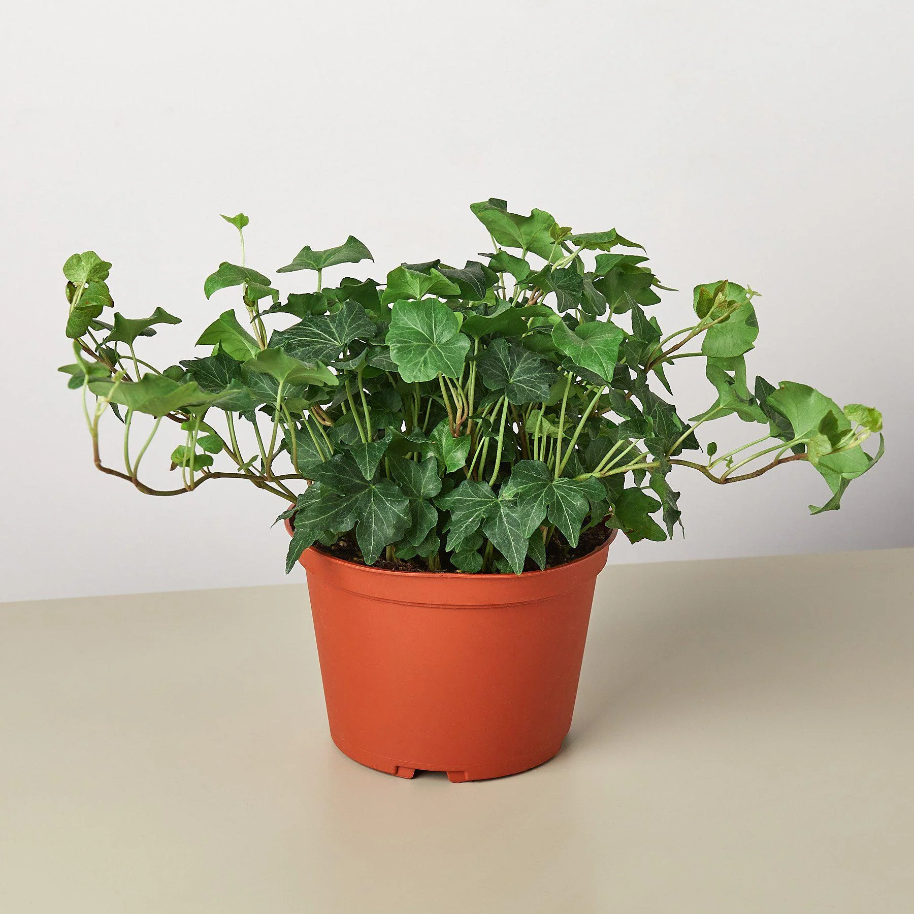 English Ivy 'Green California' - Image 4