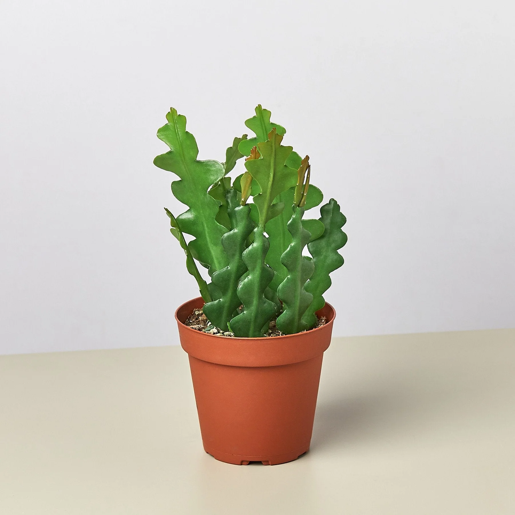 Epiphyllum 'Ric Rac' Cactus - Image 2