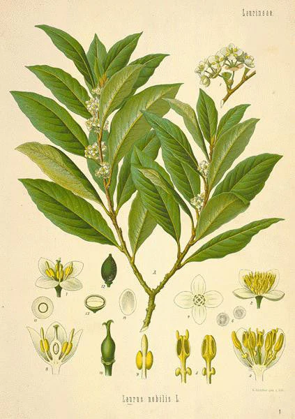 Essential Oil Blend Nostalgic (Bay Laurel Sandalwood) by Heliotrope San Francisco - Image 2