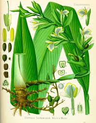 Essential Oil Blend Stimulating (Black Pepper Cardamom Bay Laurel) by Heliotrope San Francisco - Image 3