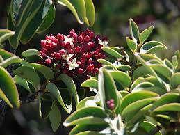 Essential Oil - Sandalwood by Heliotrope San Francisco - Image 2