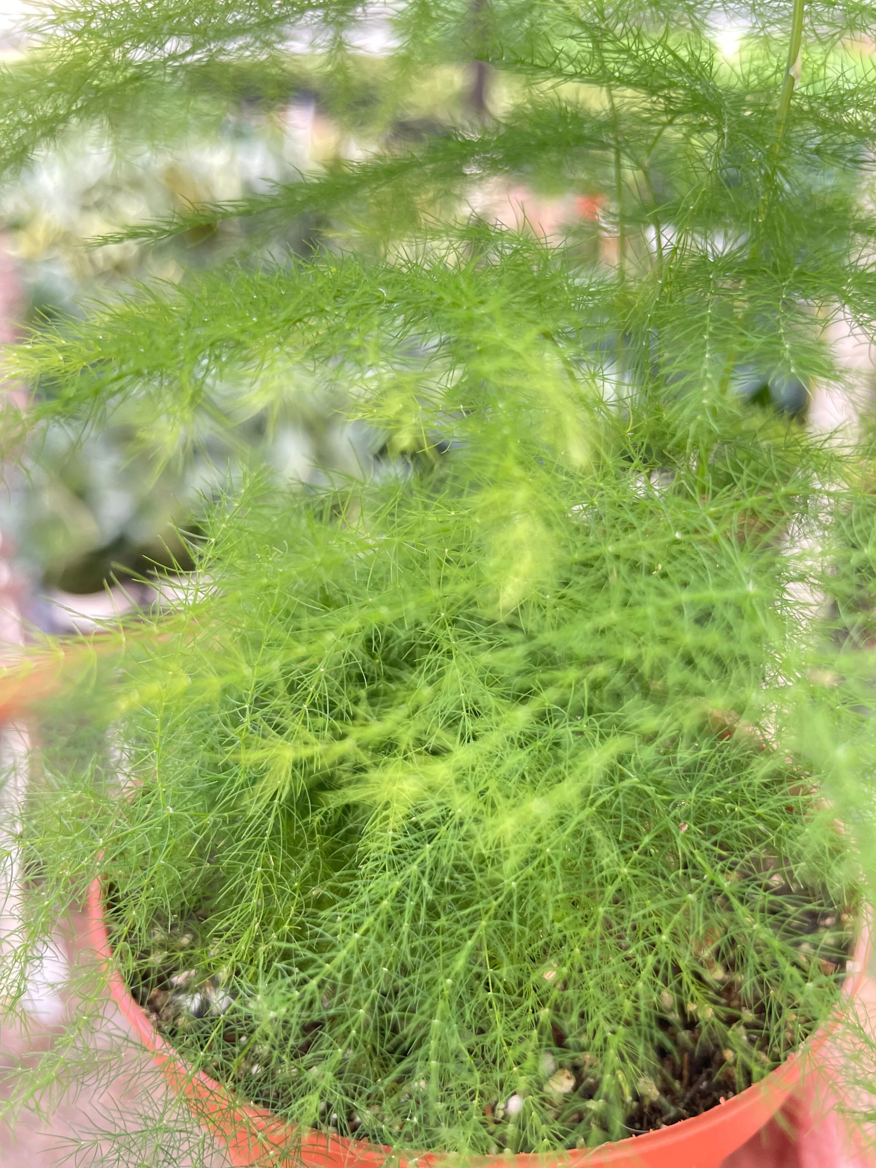 Fern 'Asparagus' - Image 6