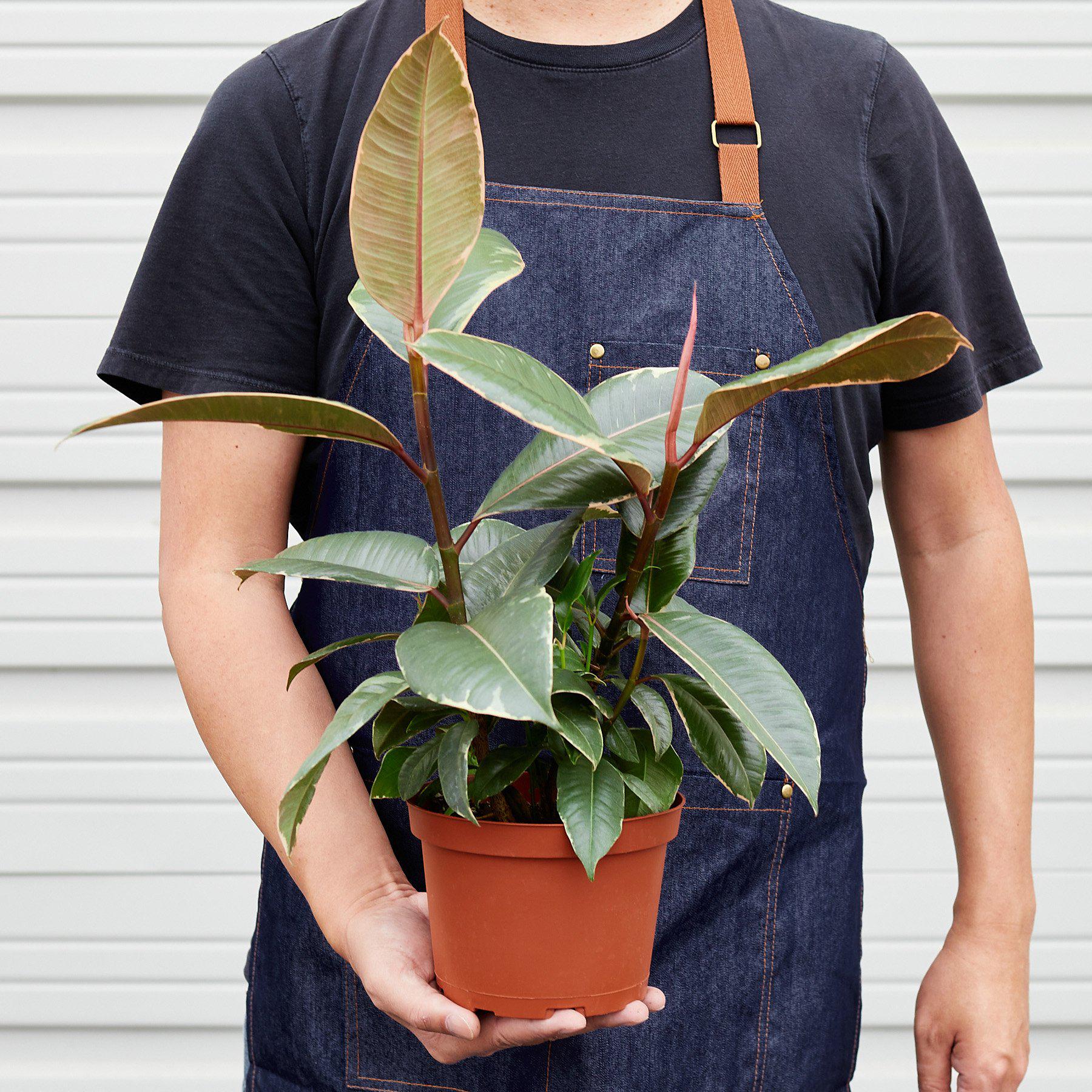 Ficus Elastica 'Tineke' - Image 5