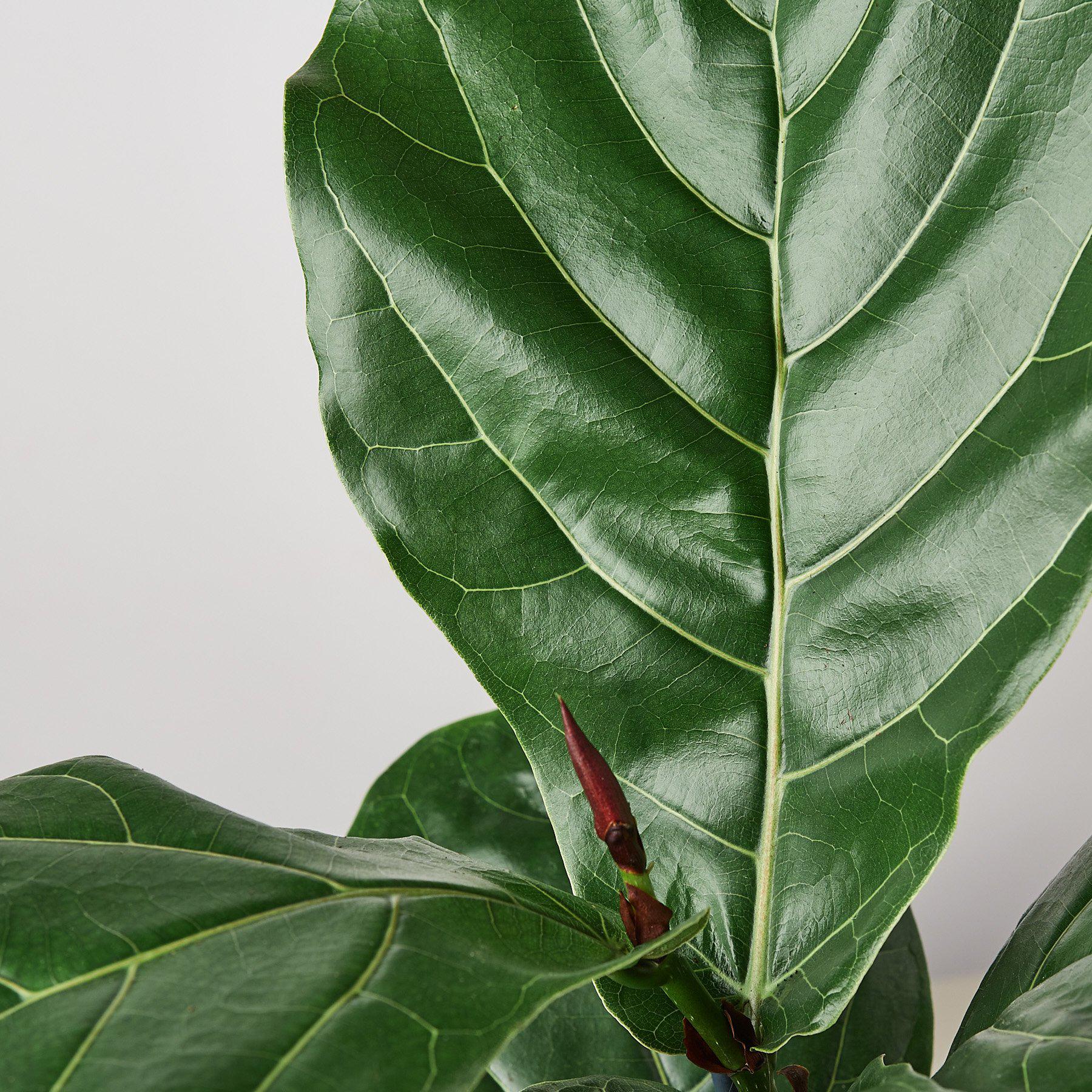 Ficus Lyrata 'Fiddle Leaf Fig' - Image 5